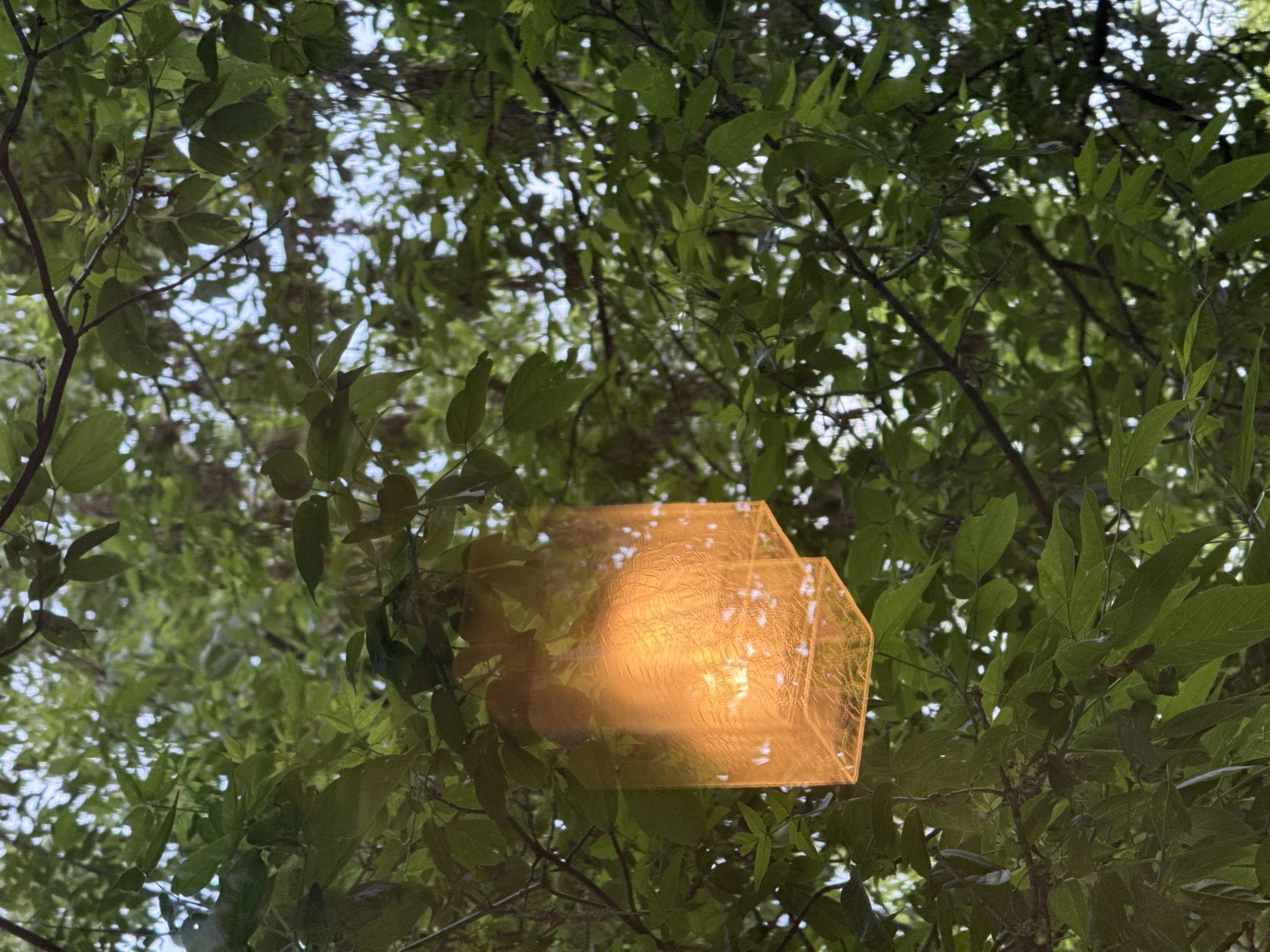 Moscow afternoon captures bird feeding, laptop use, mysterious orange object
