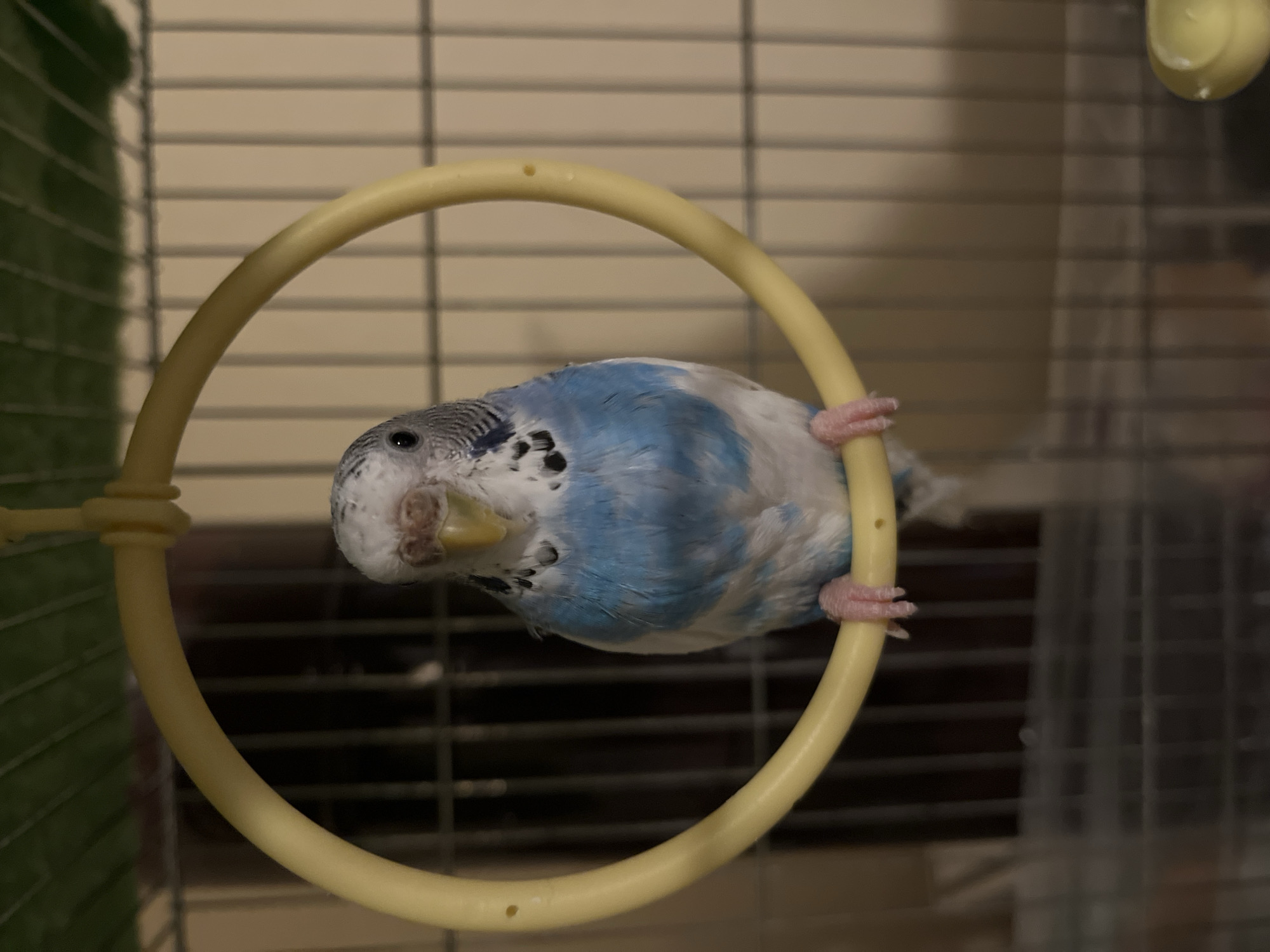 Budgerigars observed in cages during evening in Shumen, Bulgaria