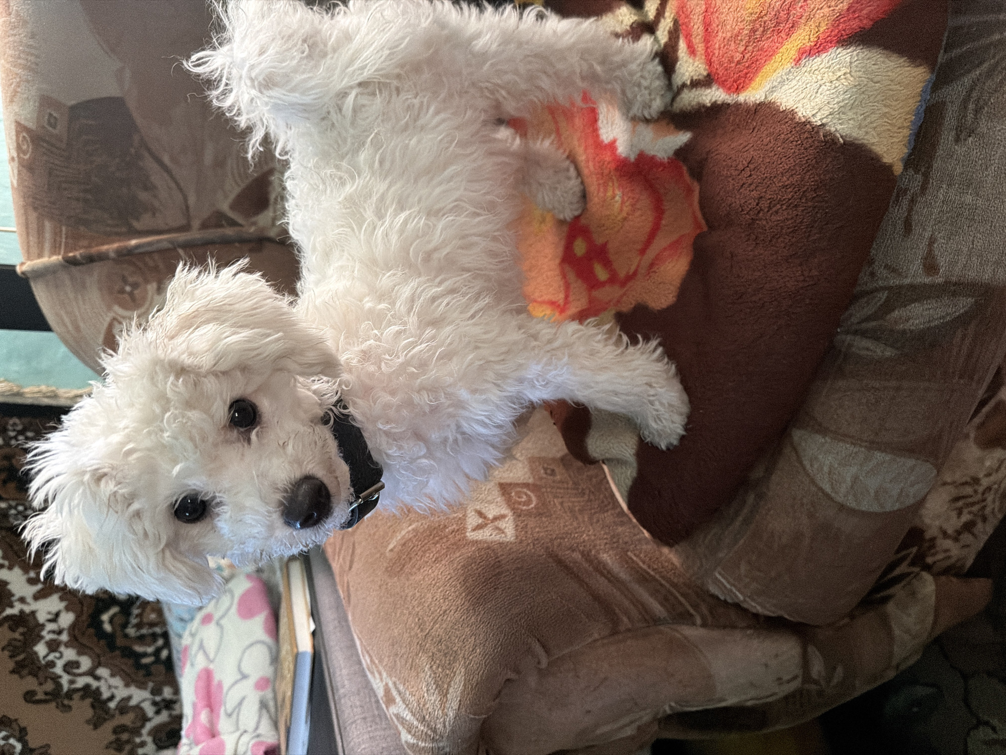 White dog rests on furniture in Meget, Russia