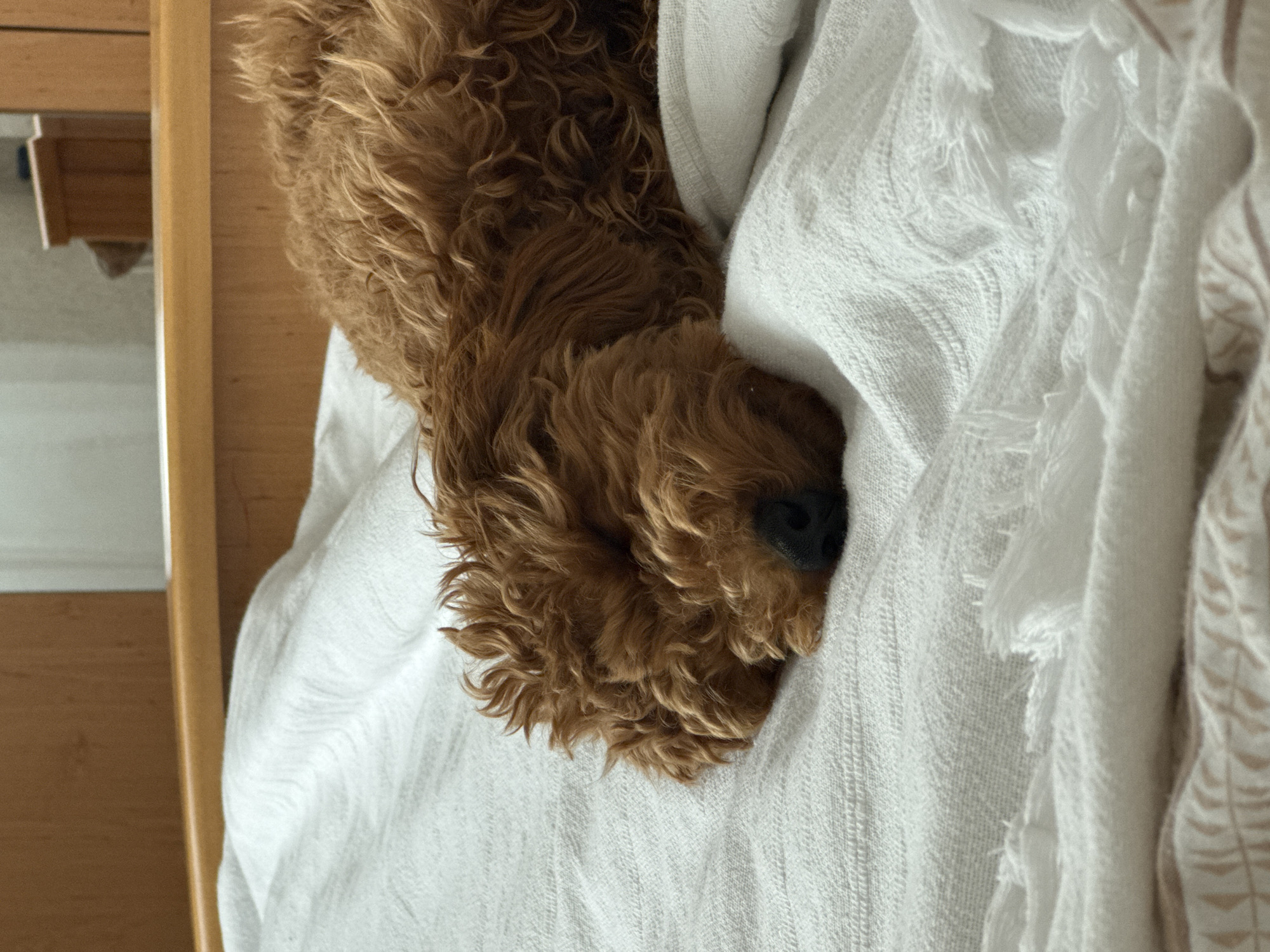 Dog rests on blanket in Sutomore, Montenegro