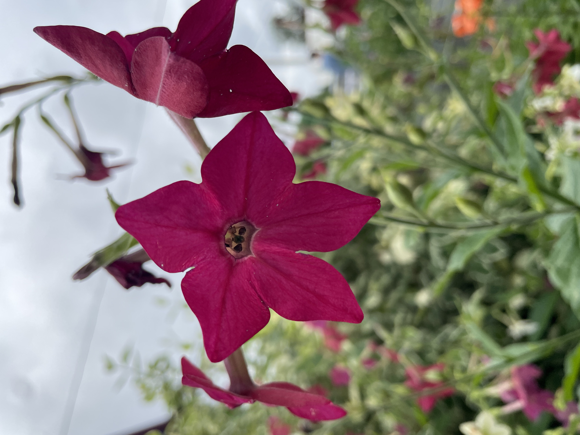 Macro shots of summer blooms in a Surgut garden