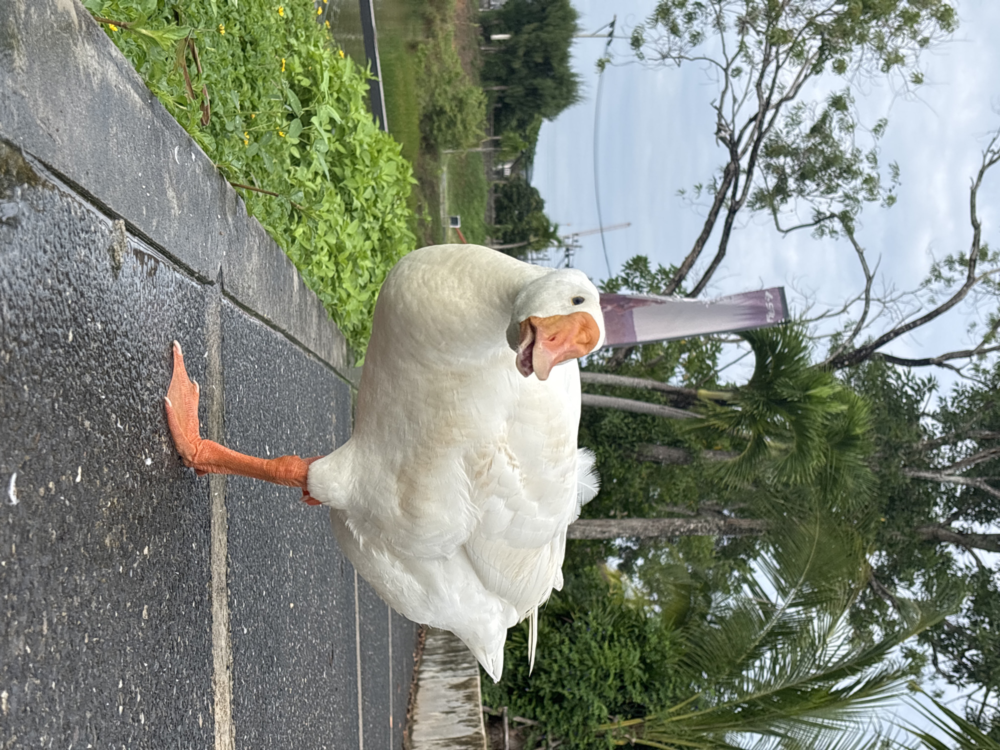 White geese gather at lakeside walkway in Choeng Thale