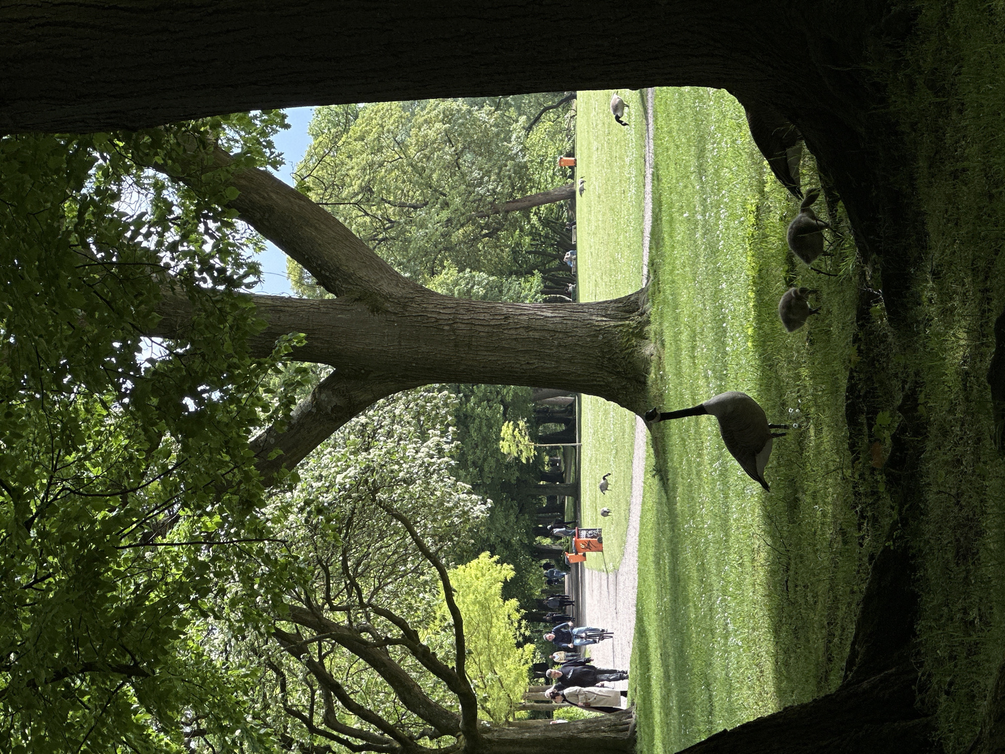 Families enjoy spring afternoon at Kiel park with geese, flowers