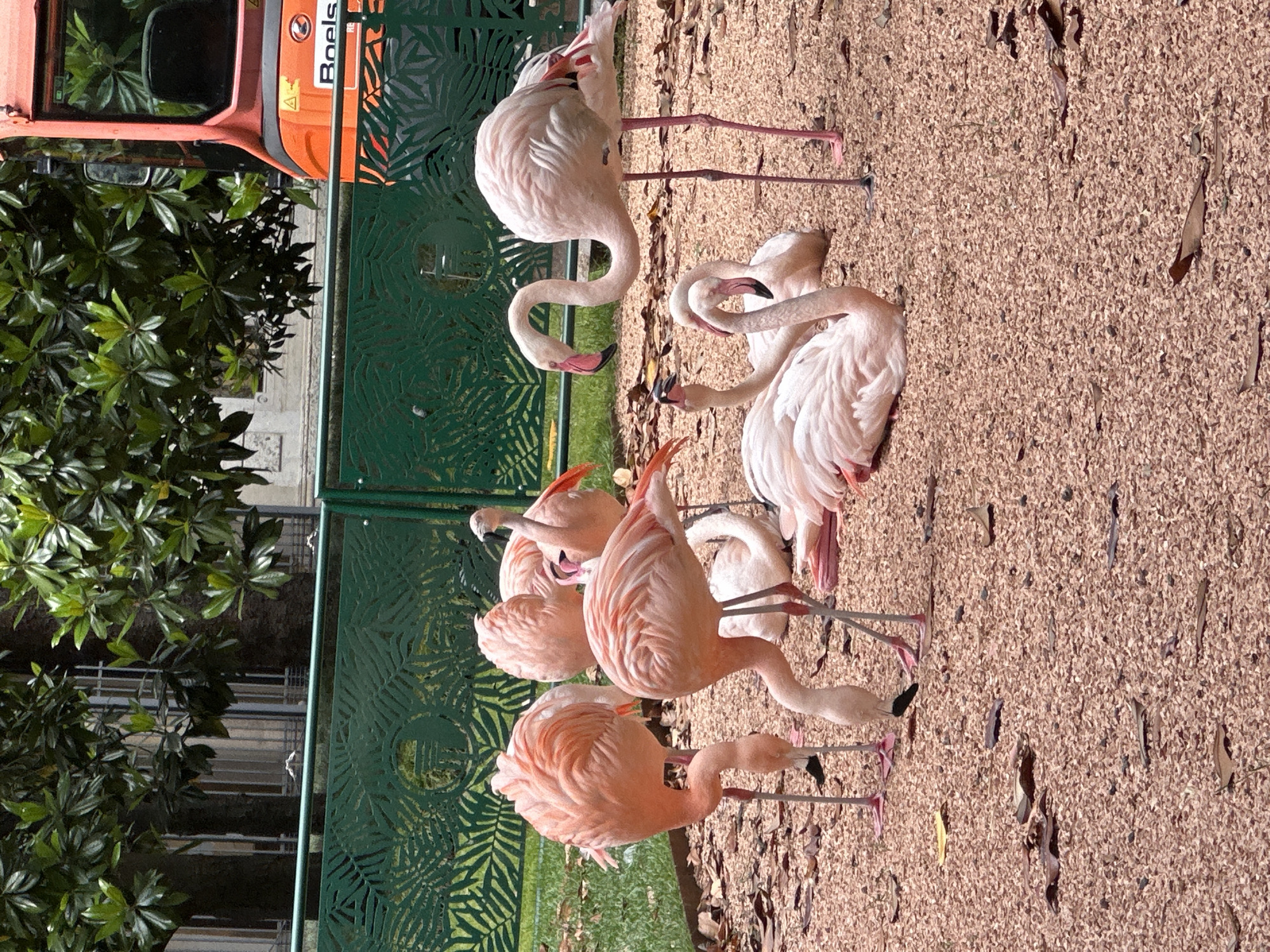 Flamingos gather on gravel path in Milan park