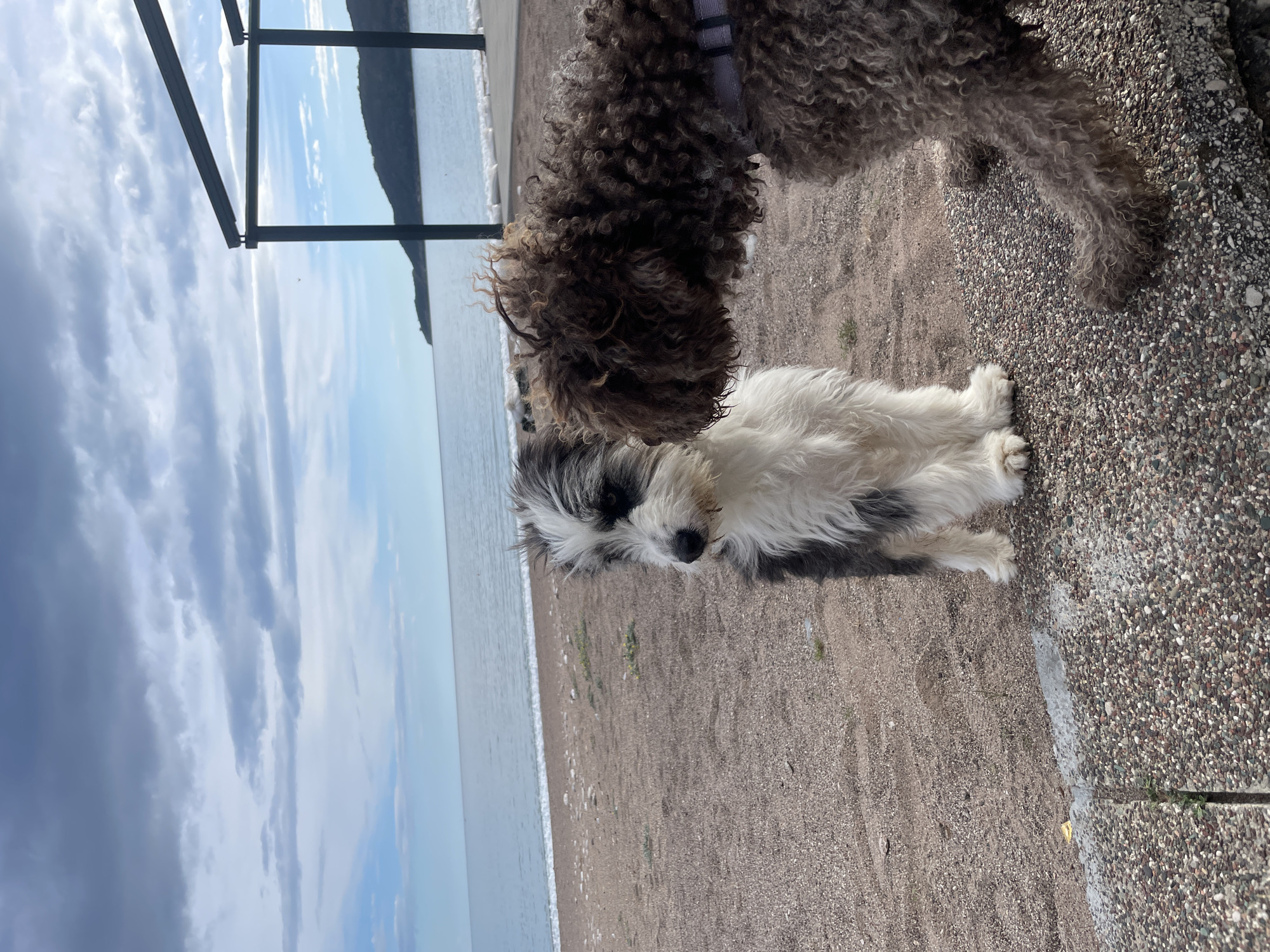 Two dogs spotted on beach in Boreti, Montenegro