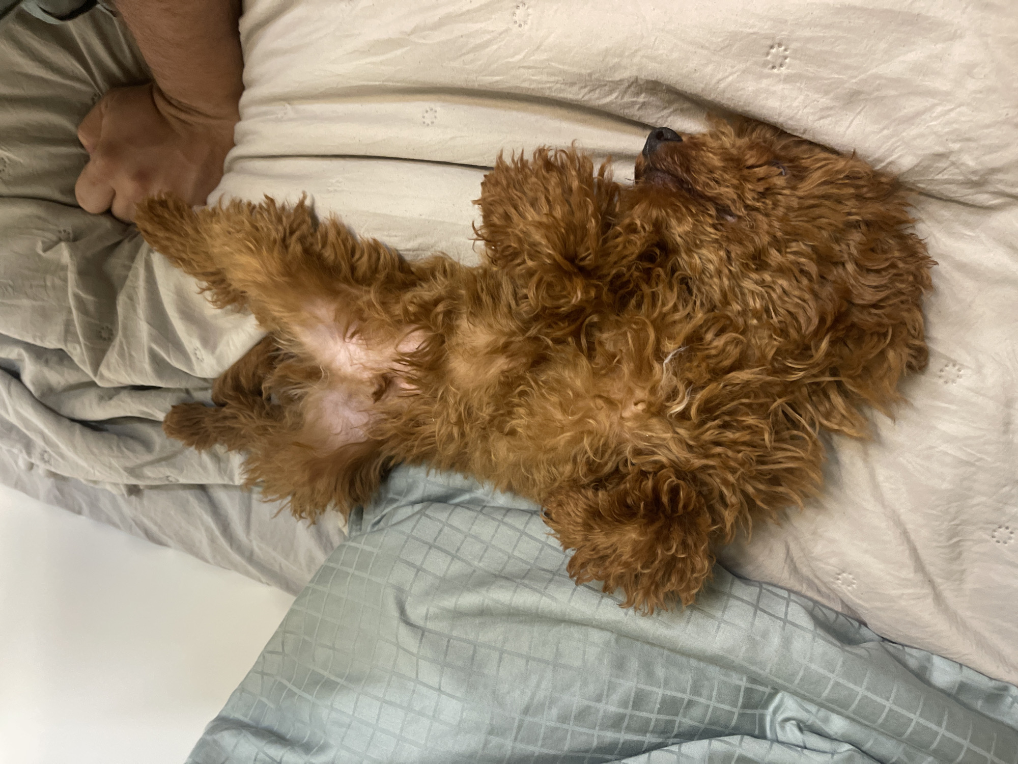 Dog sleeps peacefully on bed in Sofia home