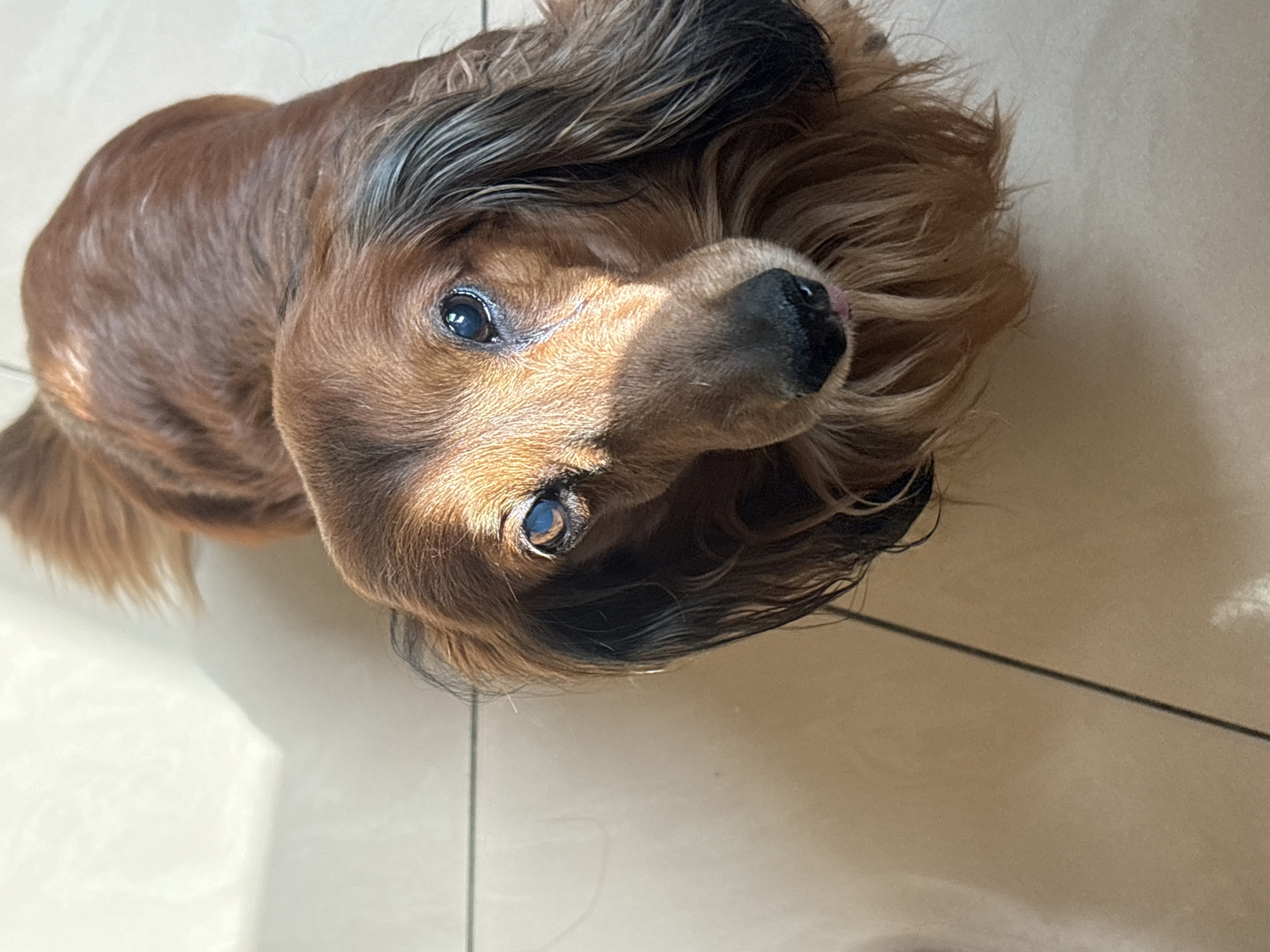 Quiet morning moments with pets and breakfast in Krasnoyarsk