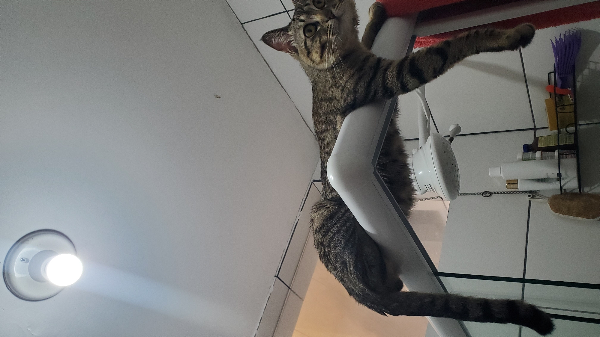 Tabby cat photographed in multiple home locations in Curitiba