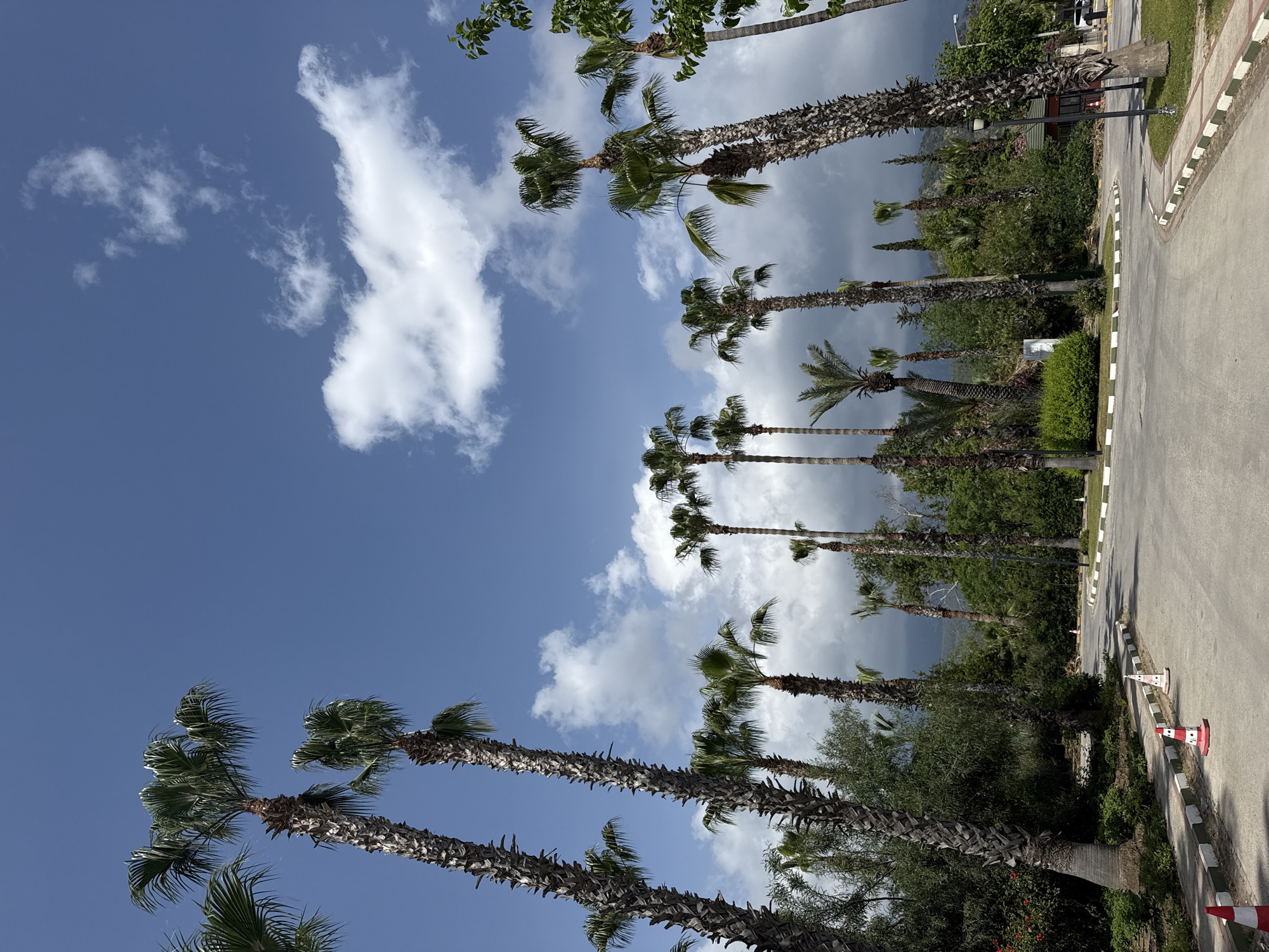 Morning street scenes documented in palm-lined Kemer, Turkey