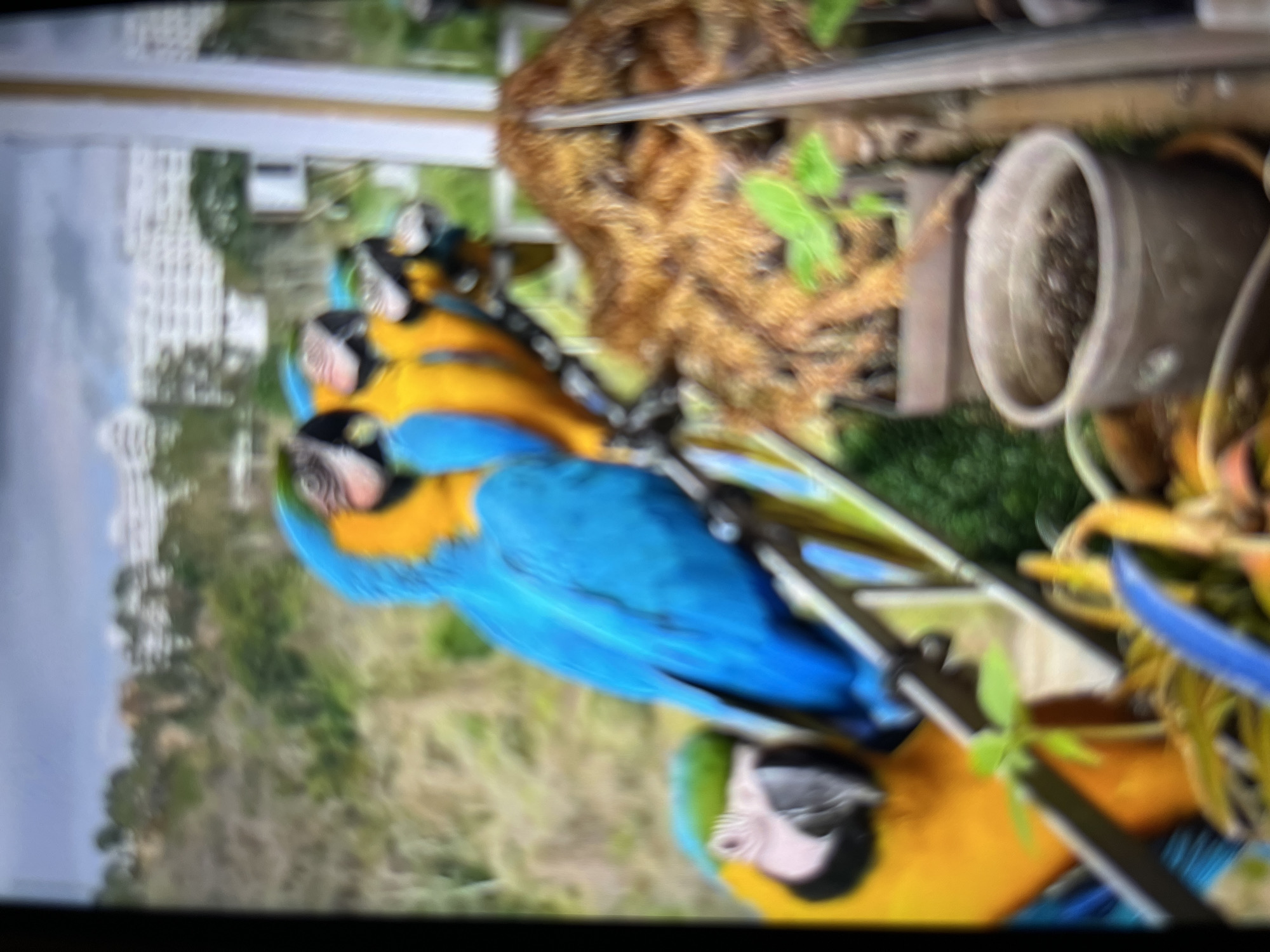 Blue-and-yellow Macaws spotted perched on structure in Tinaquillo, Venezuela