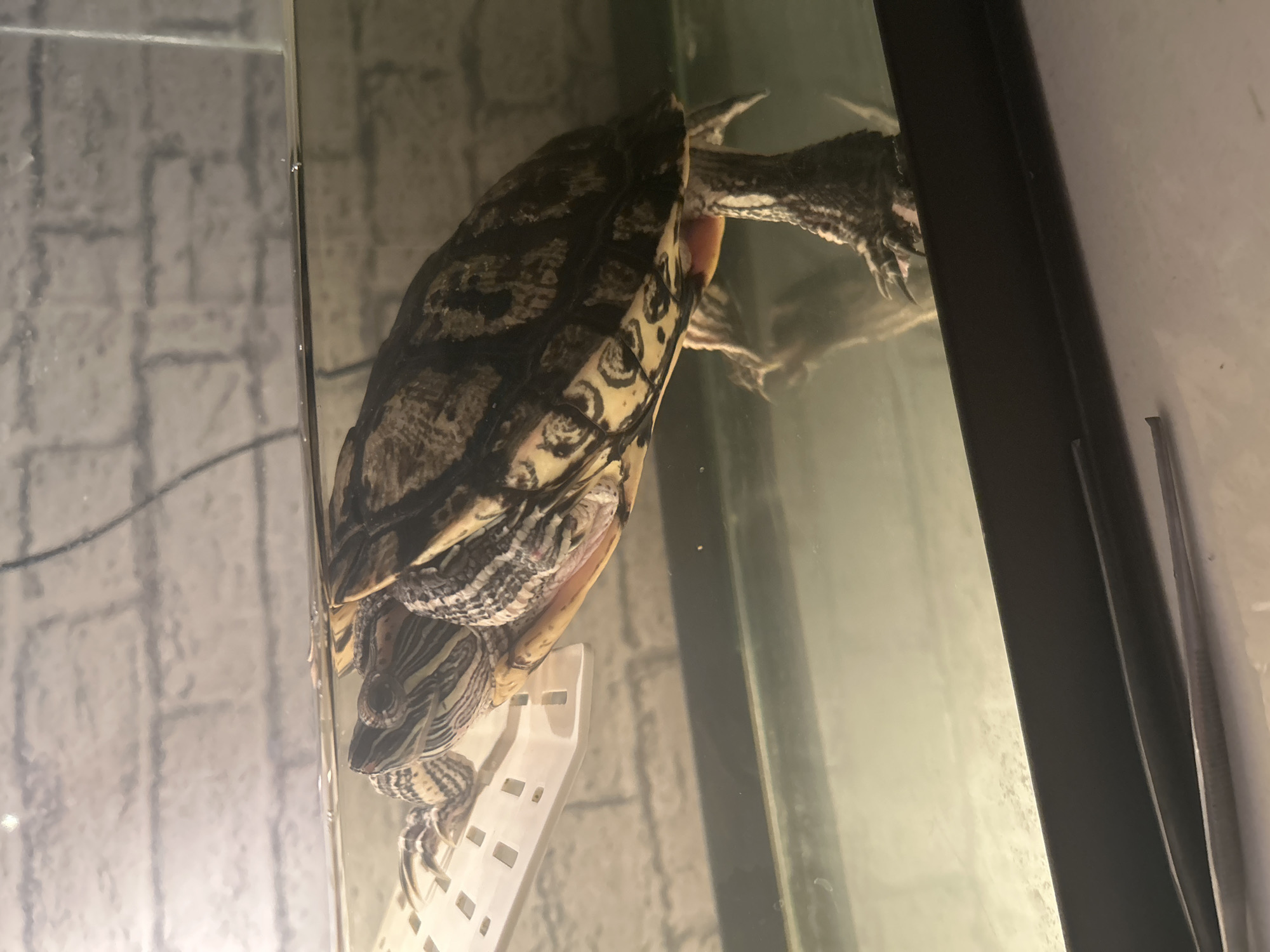 Turtle enclosure and dragon artwork documented in Ufa residence