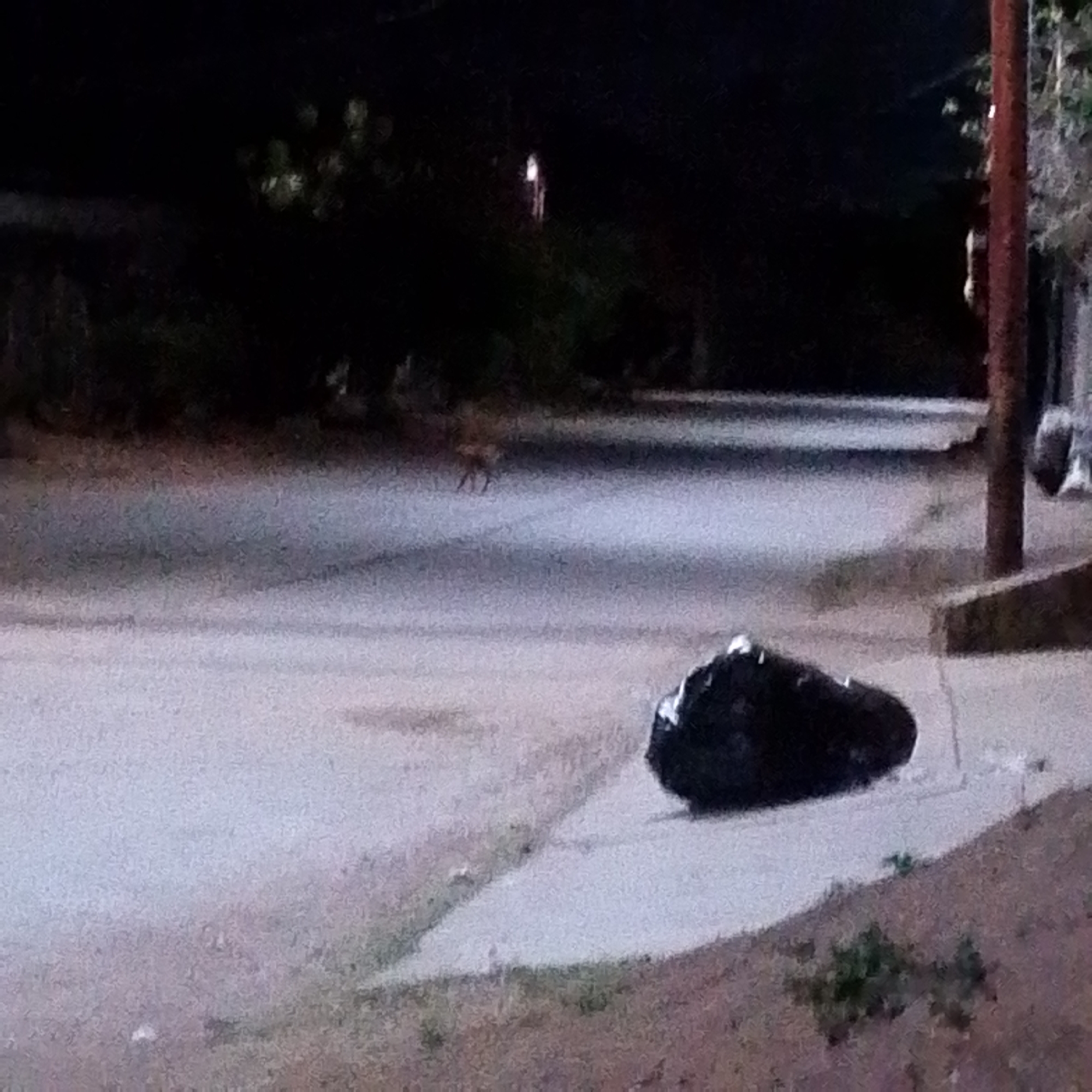 Street dog spotted on nighttime sidewalk in Altagracia