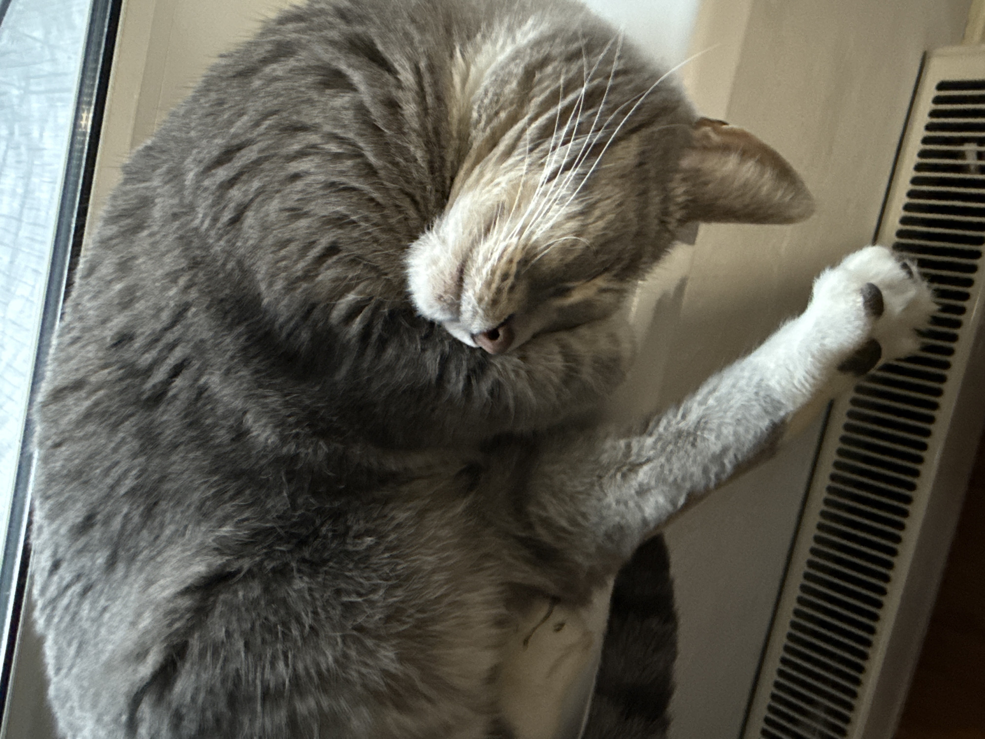 Cat spotted relaxing and playing in Moscow home workspace
