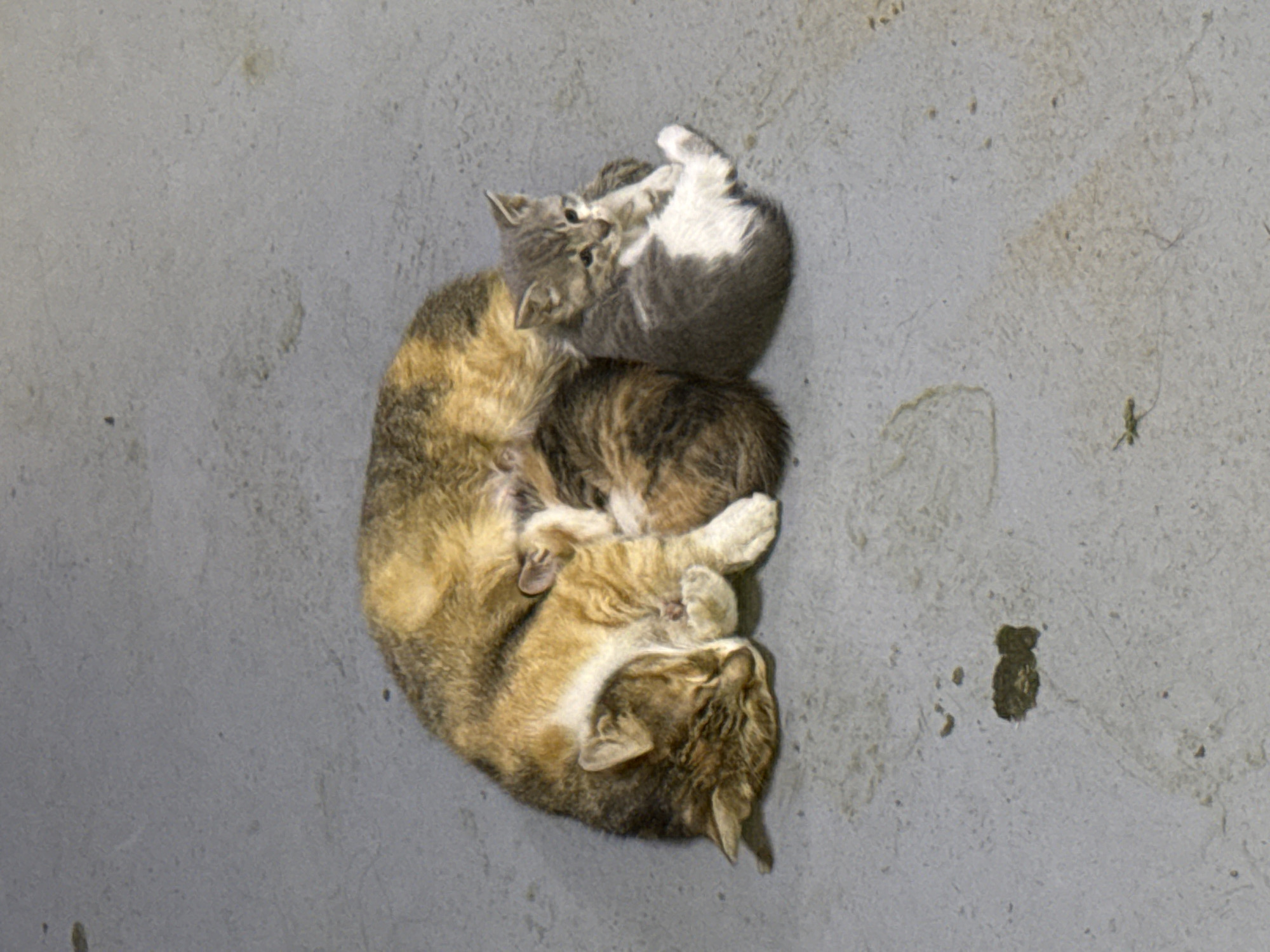 Ordinary moments captured: sleeping cats, warehouse work in Bulgaria