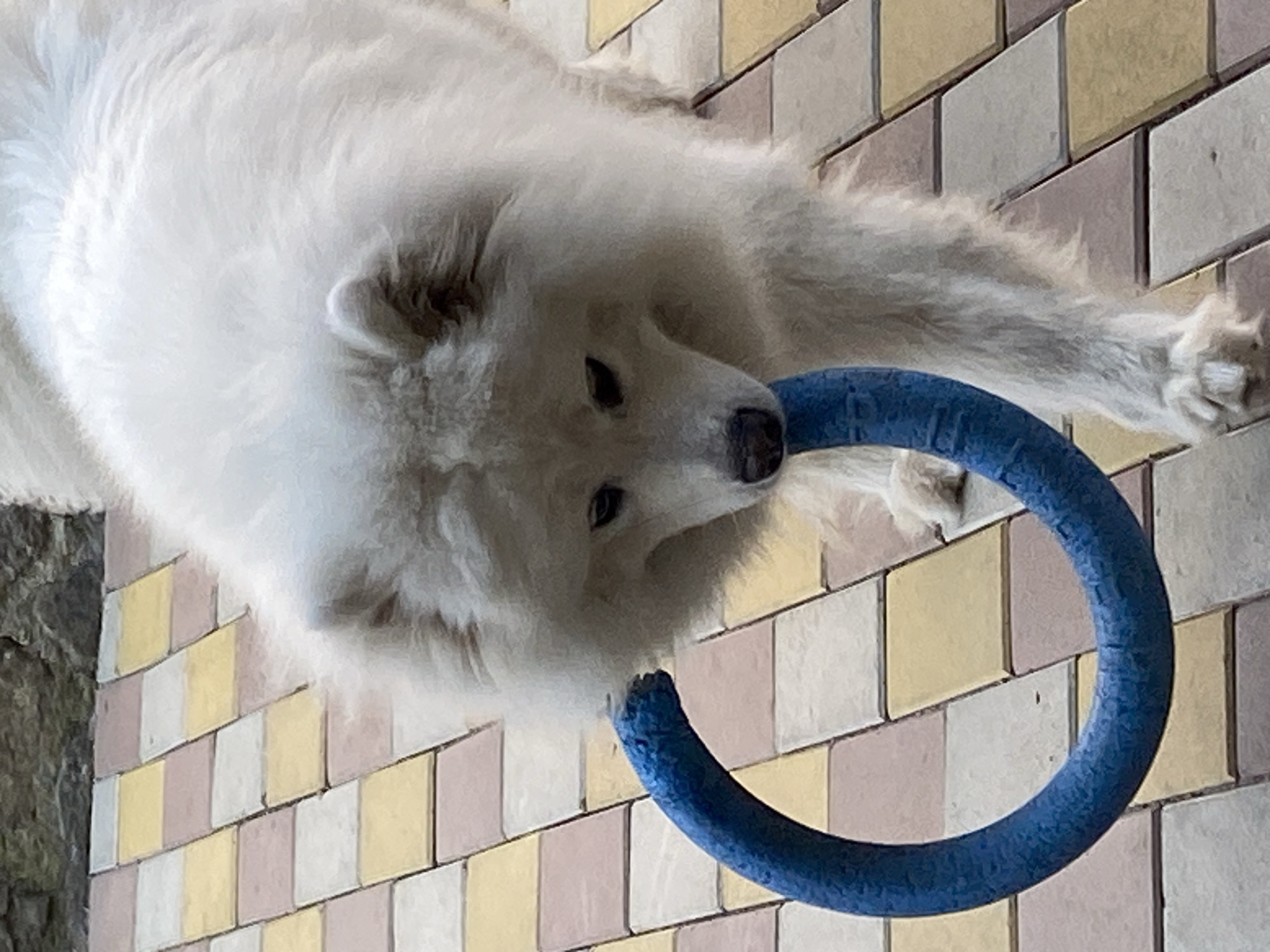 Samoyed plays and relaxes on a stone patio with a blue toy