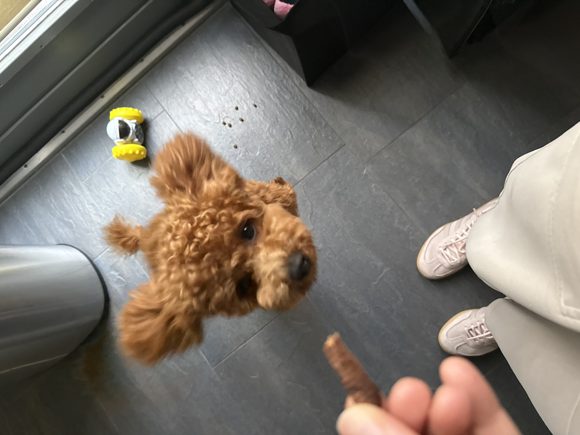 Toy poodle doing its best for treats in Marum