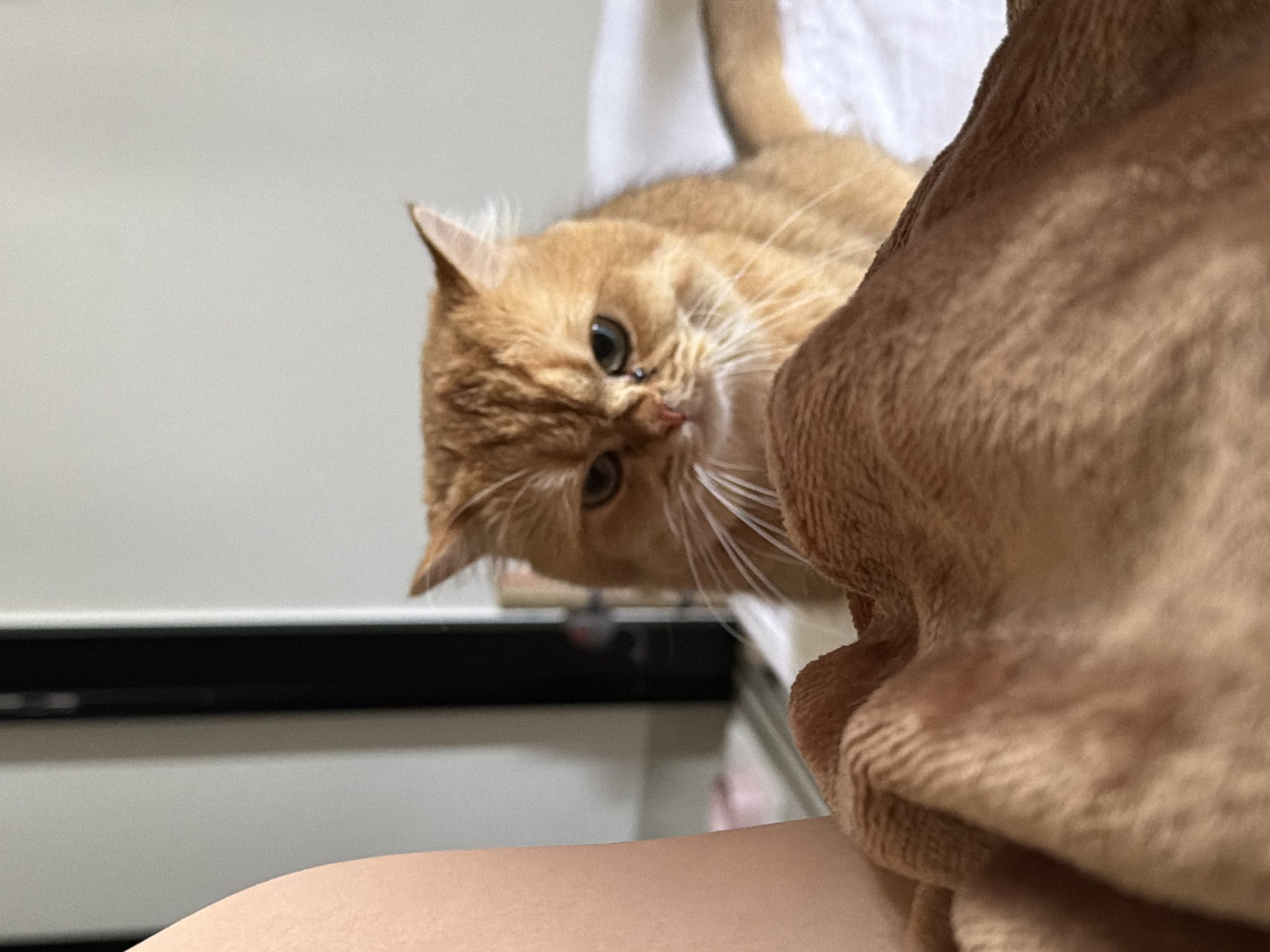 Golden cat spotted lounging indoors across Đà Nẵng locations
