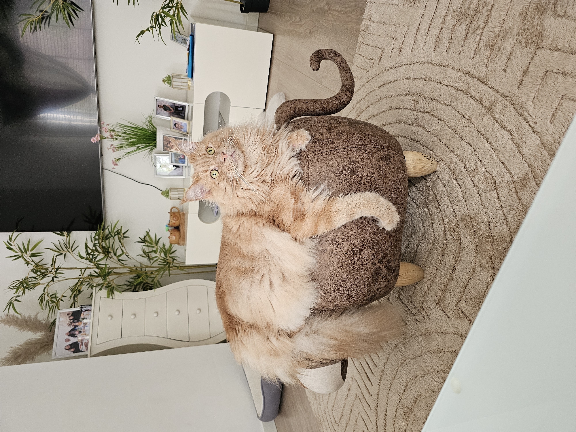 Orange cat rests on wooden footstool in Rotterdam home