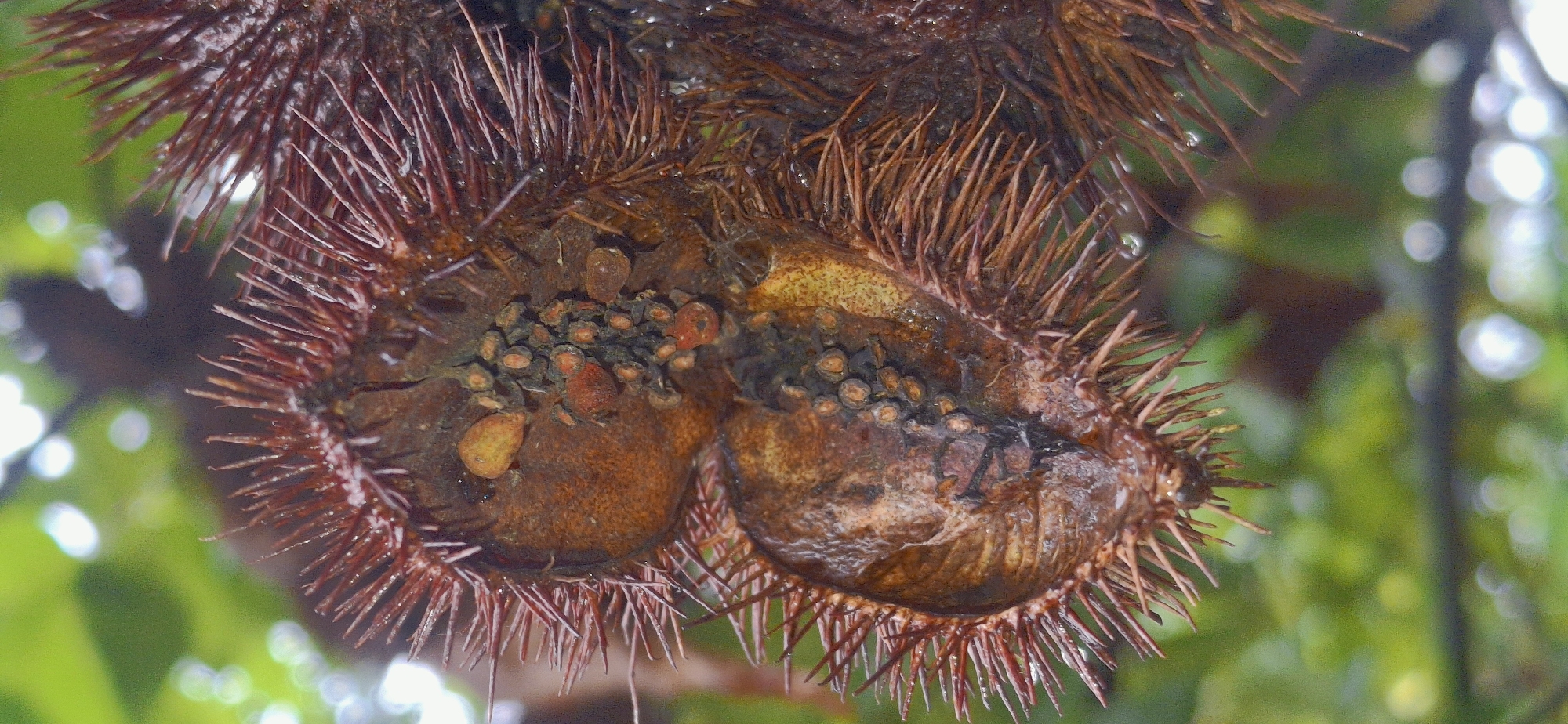 A rainy afternoon in Vallecito, nature up close
