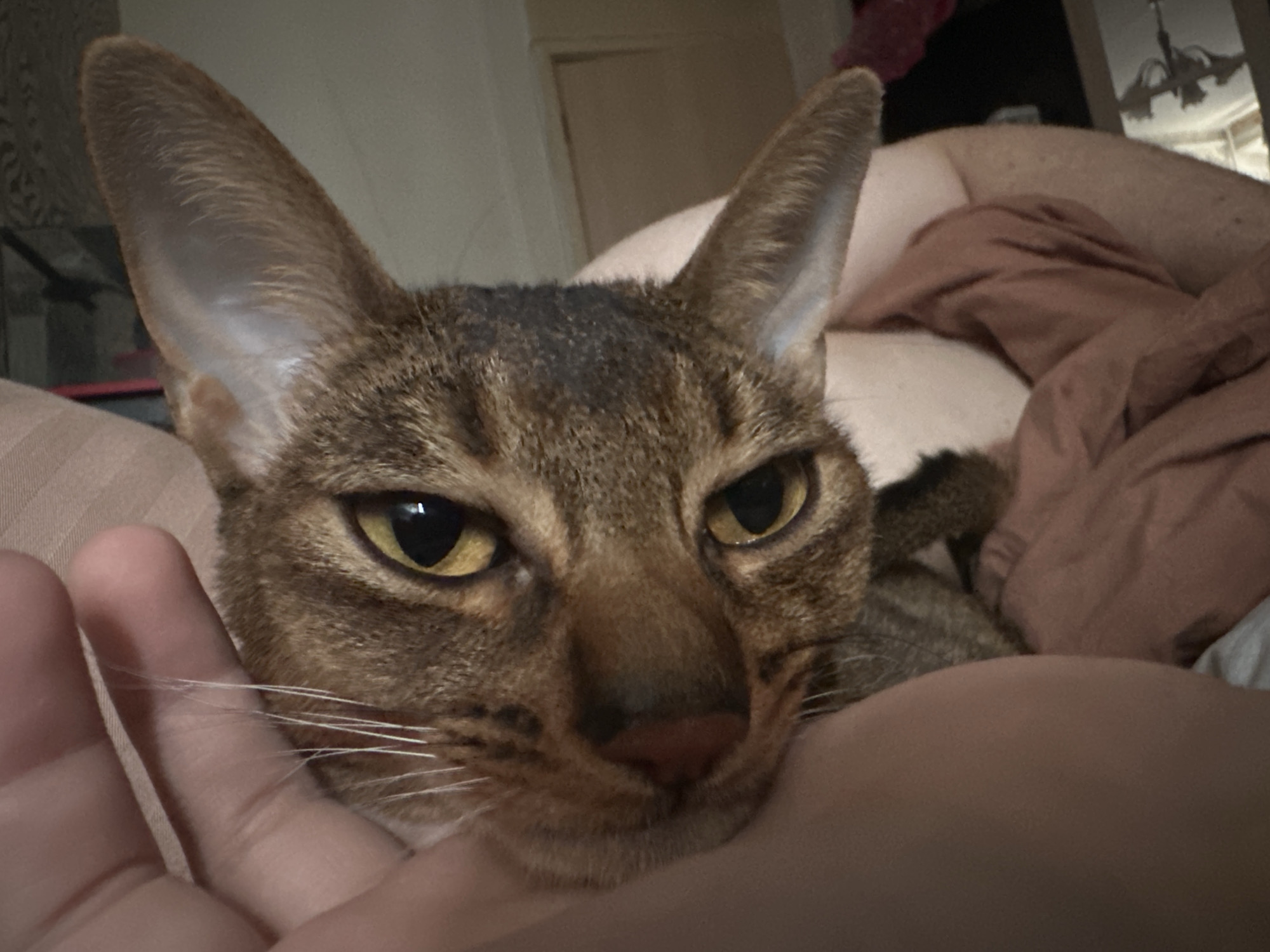 Oriental Shorthair cat held in bedroom setting in Moscow