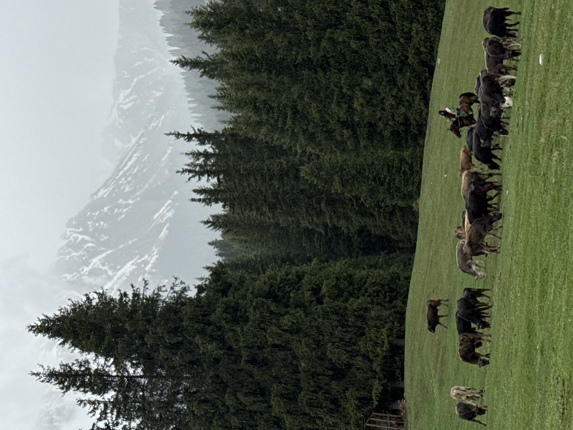 Livestock graze in mountain pastures near Jeti-Ögüz, Kyrgyzstan