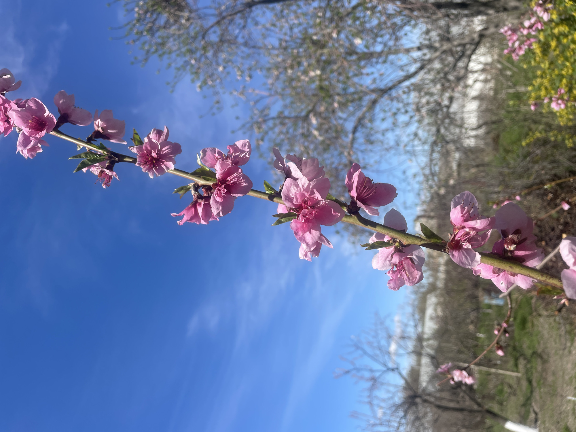 Pink blossoms bloom against blue sky in Armenian spring
