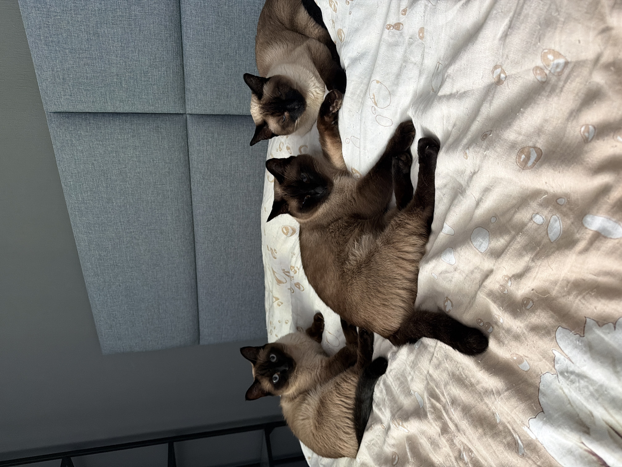 Saint Petersburg resident shares morning with Siamese cats, city views