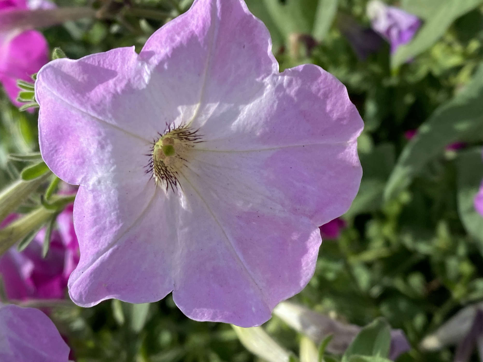 Flowers and welding work on a Novokuznetsk morning