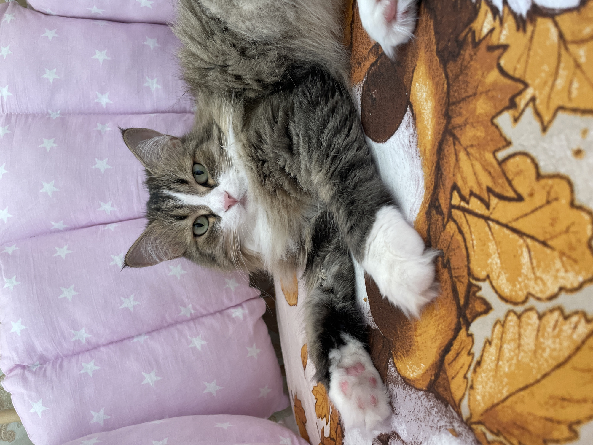 Cat portrait and dramatic weather captured in Izhevsk