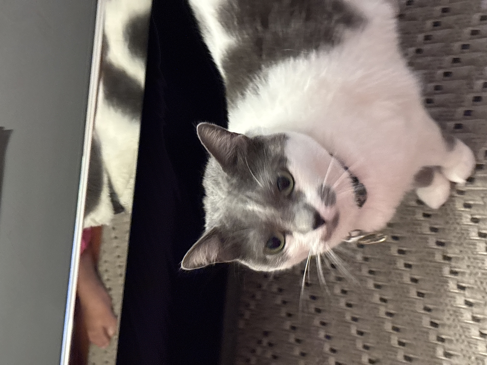Evening domestic scenes with cat documented in Miraflores home