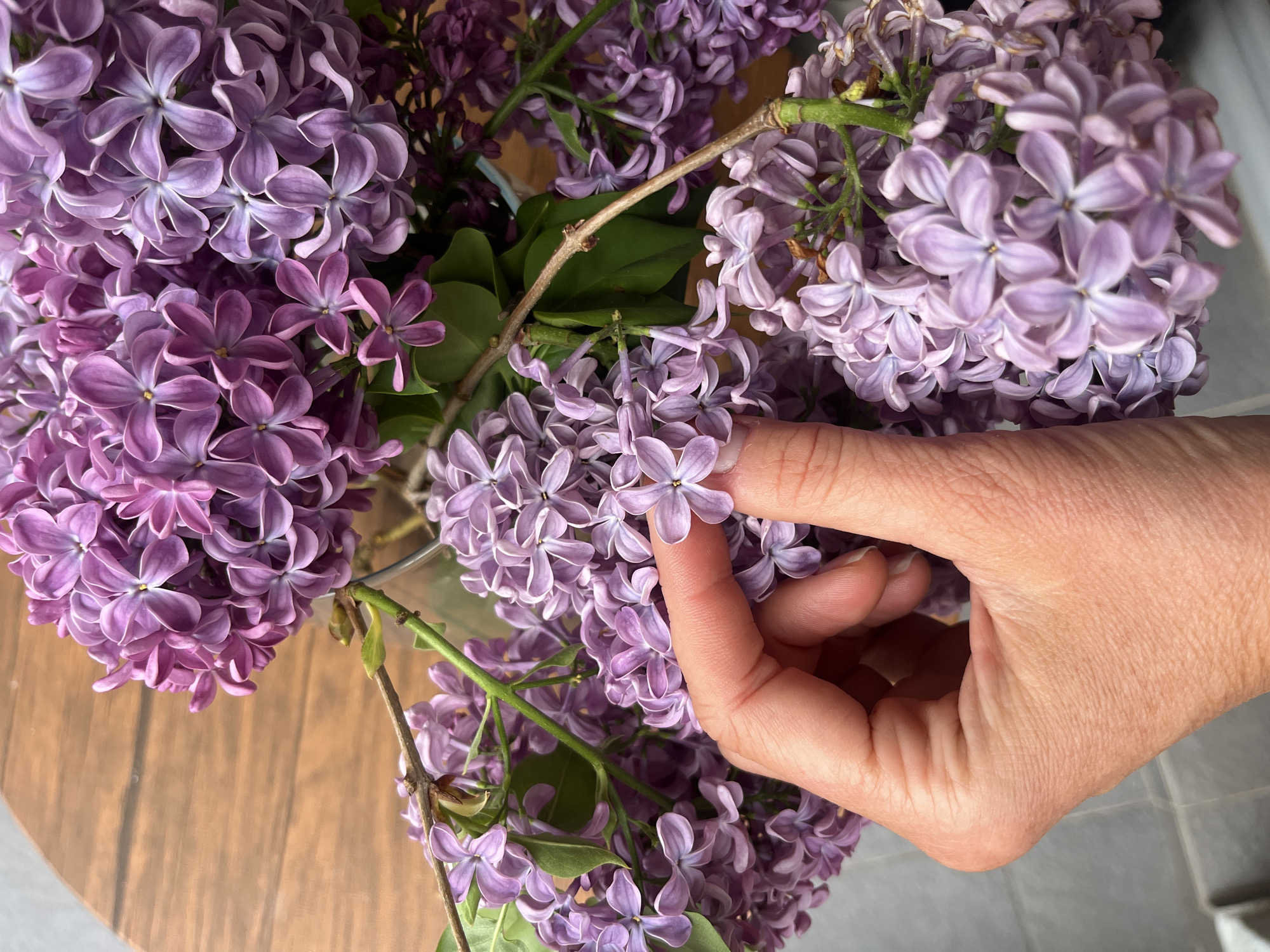 Person touches purple lilac flowers indoors in Budva