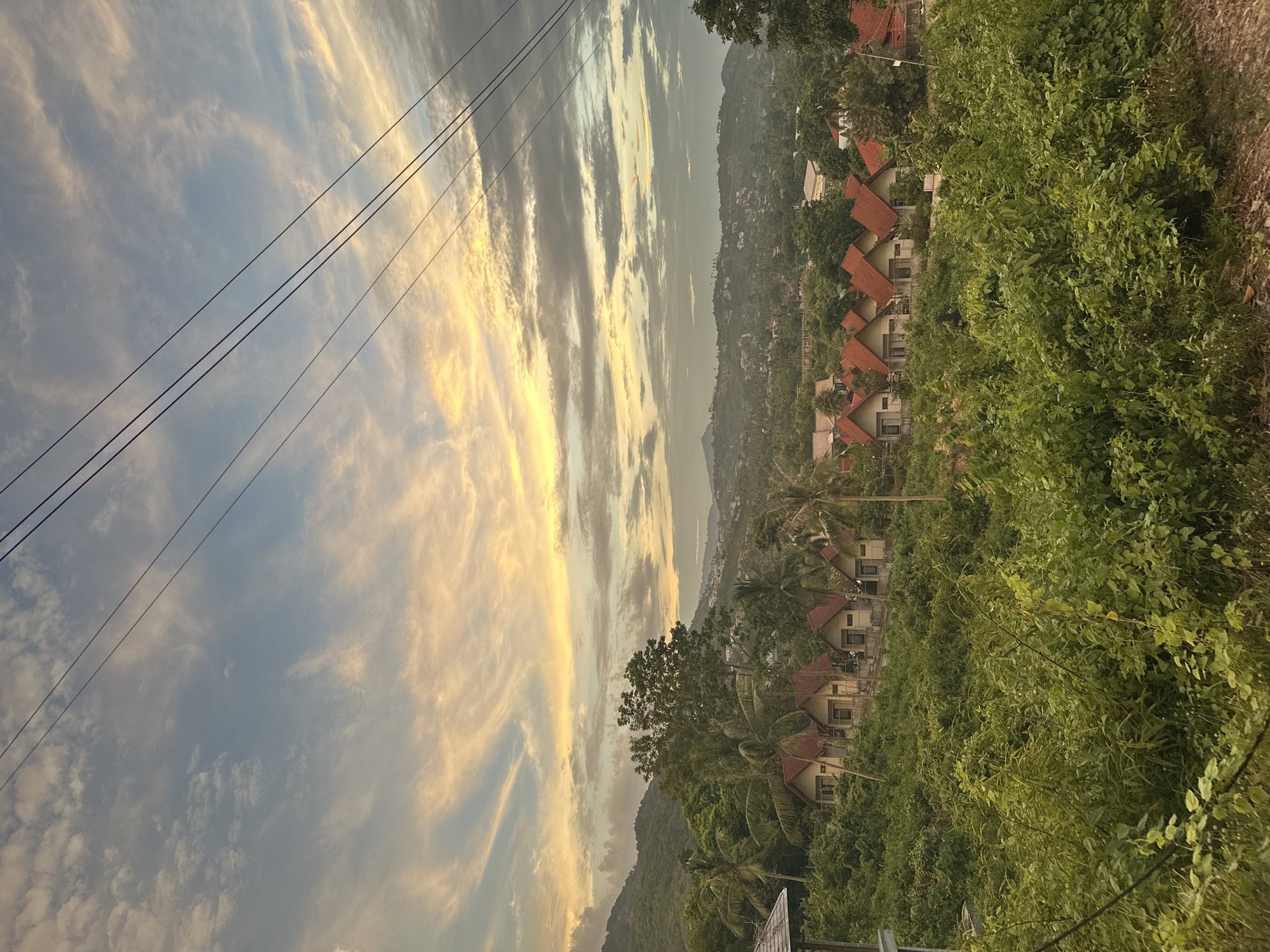 Geckos, golden blooms, and Ko Samui morning scenes