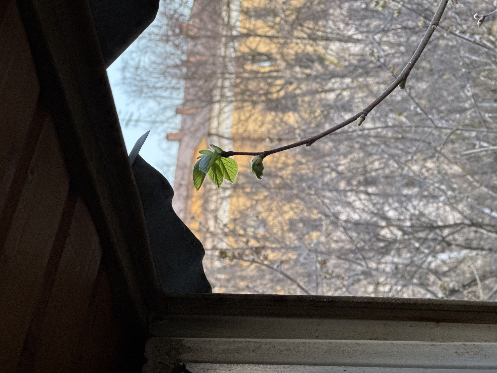 Broken window view captures spring budding in Moscow