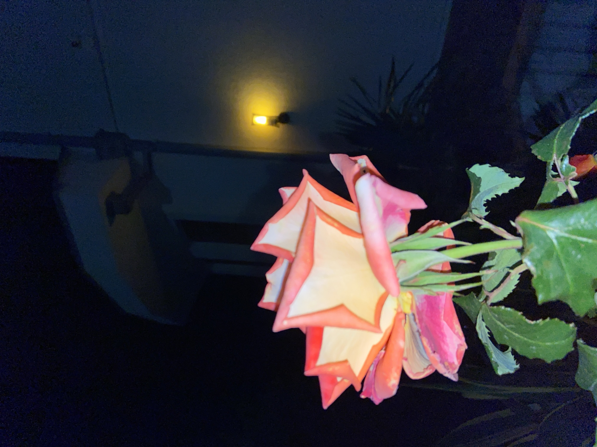 Rose photographed at night in Šušanj, Montenegro