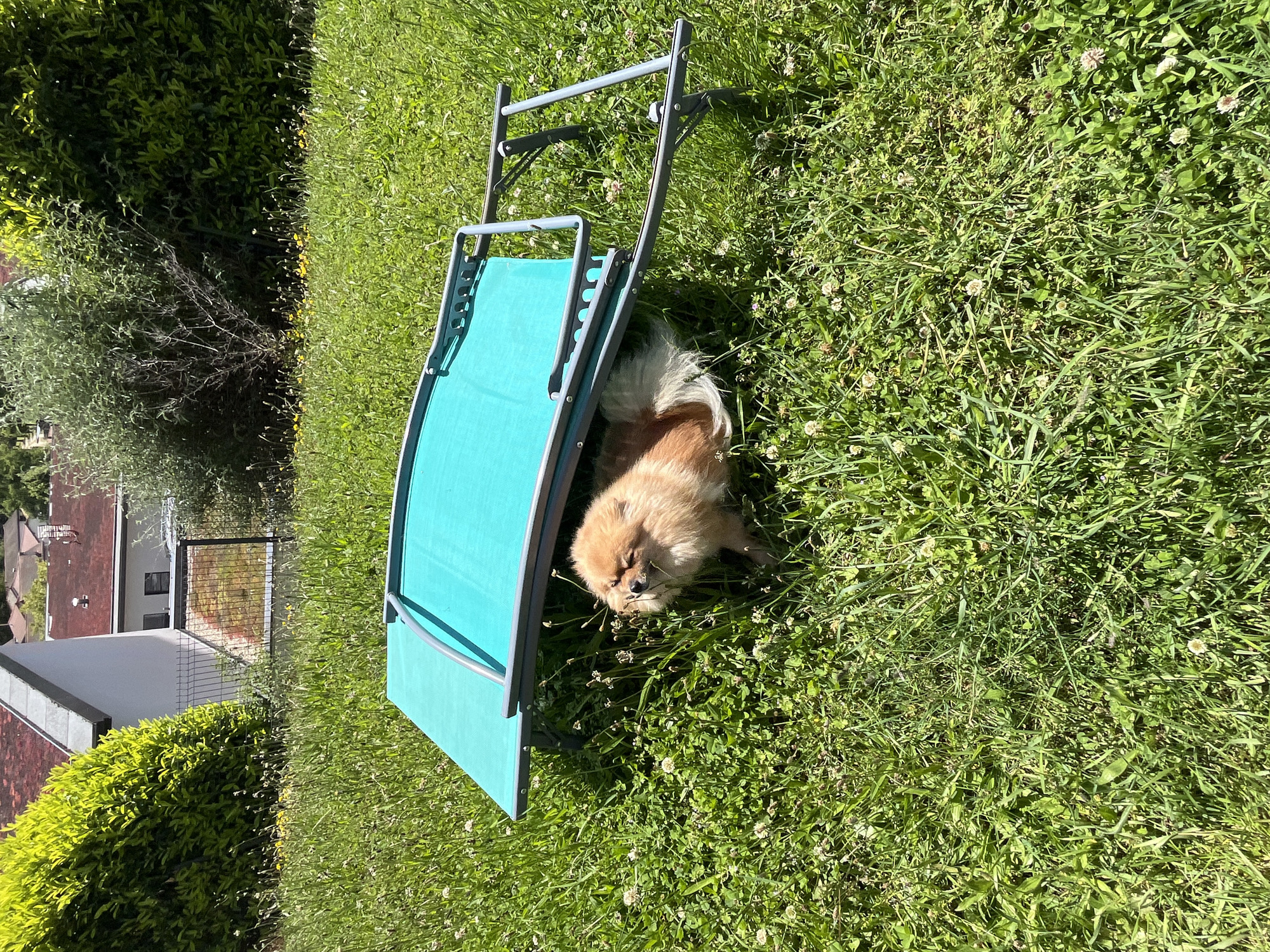 Dog finds shade under lawn chair in French village