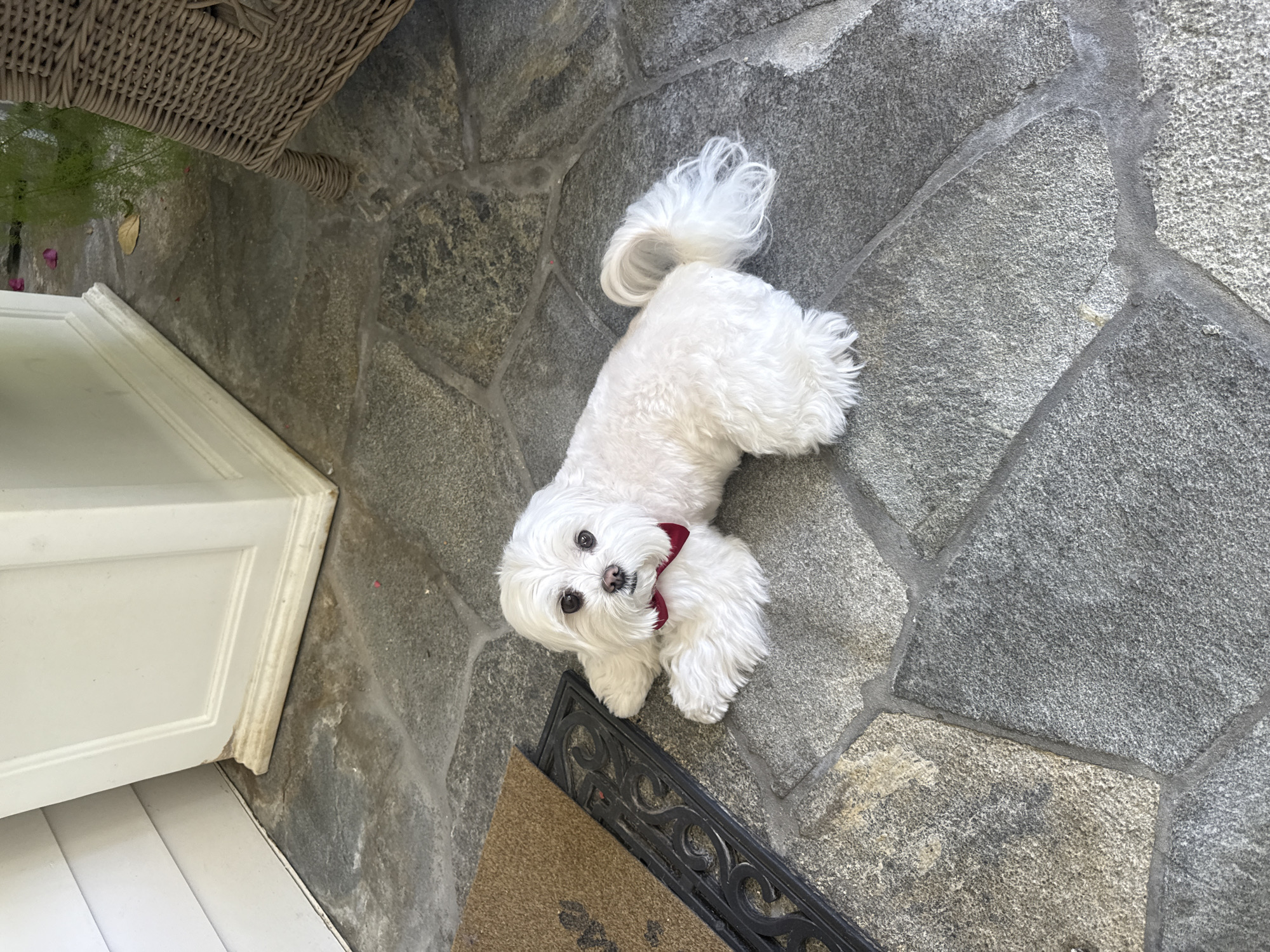 Maltese dog in red bow tie photographed in LA backyard