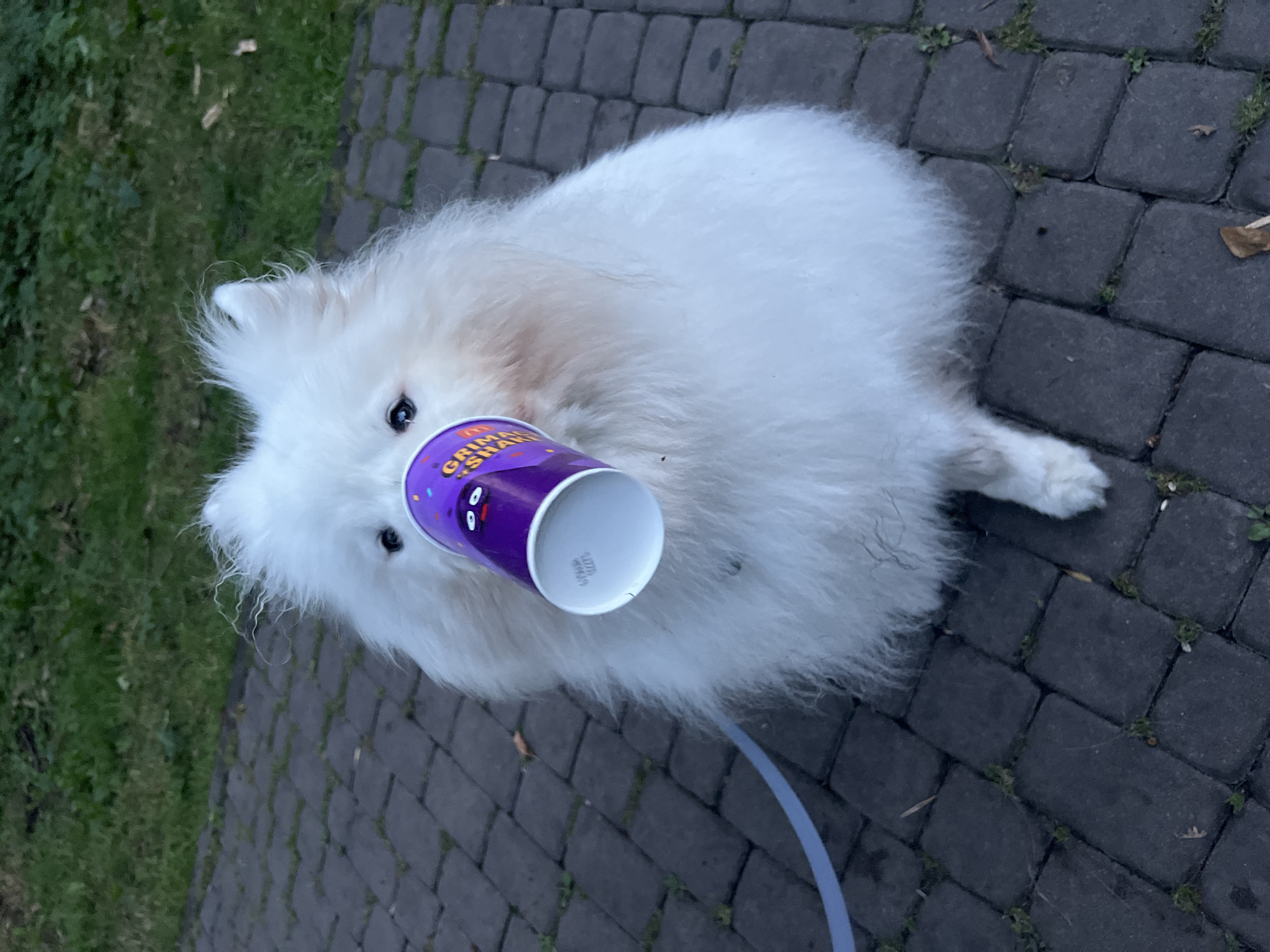 Samoyed poses with a cartoon cup on a Lviv walkway