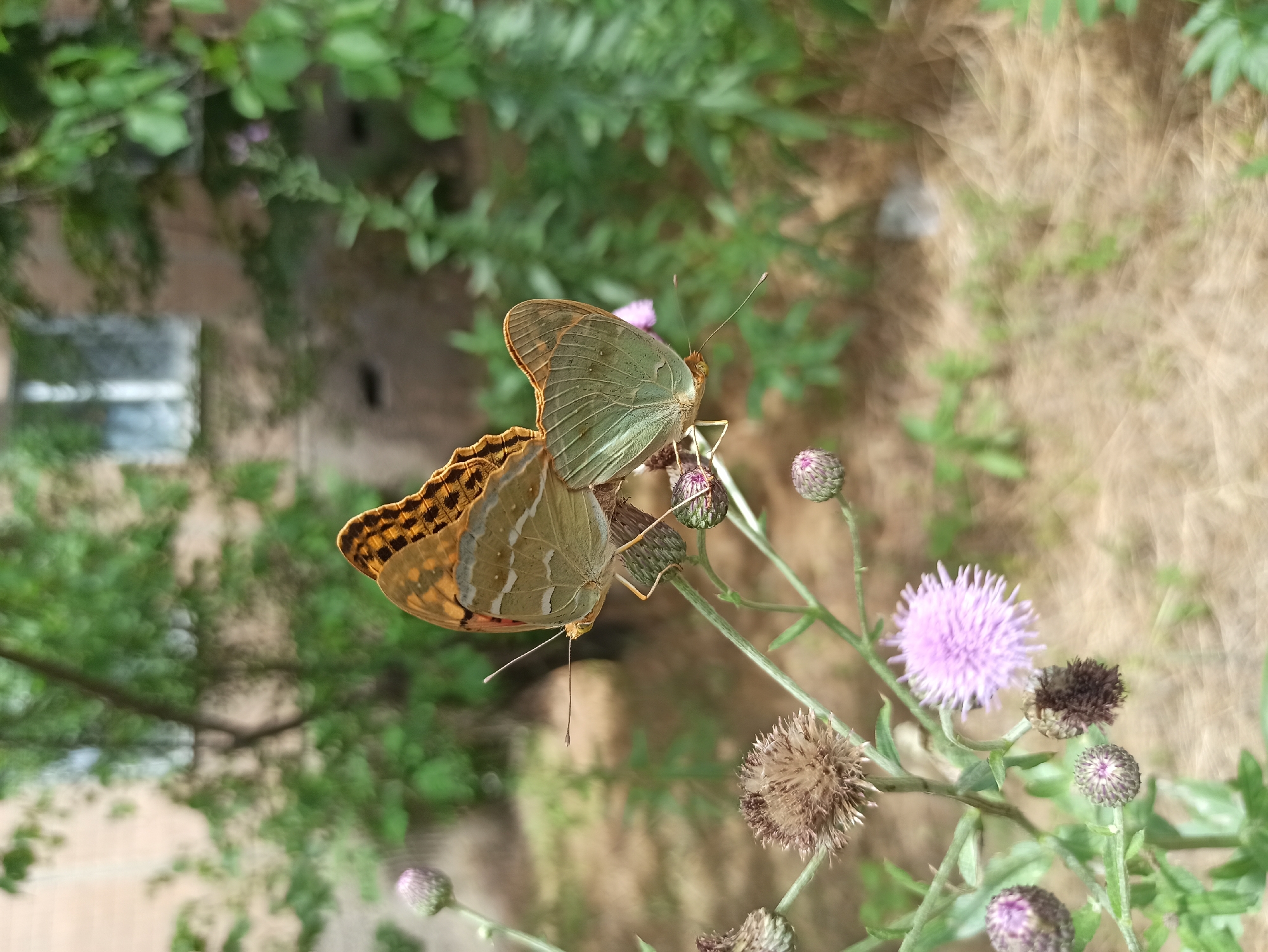 Butterflies, thistles, and quiet green spaces on a summer morning