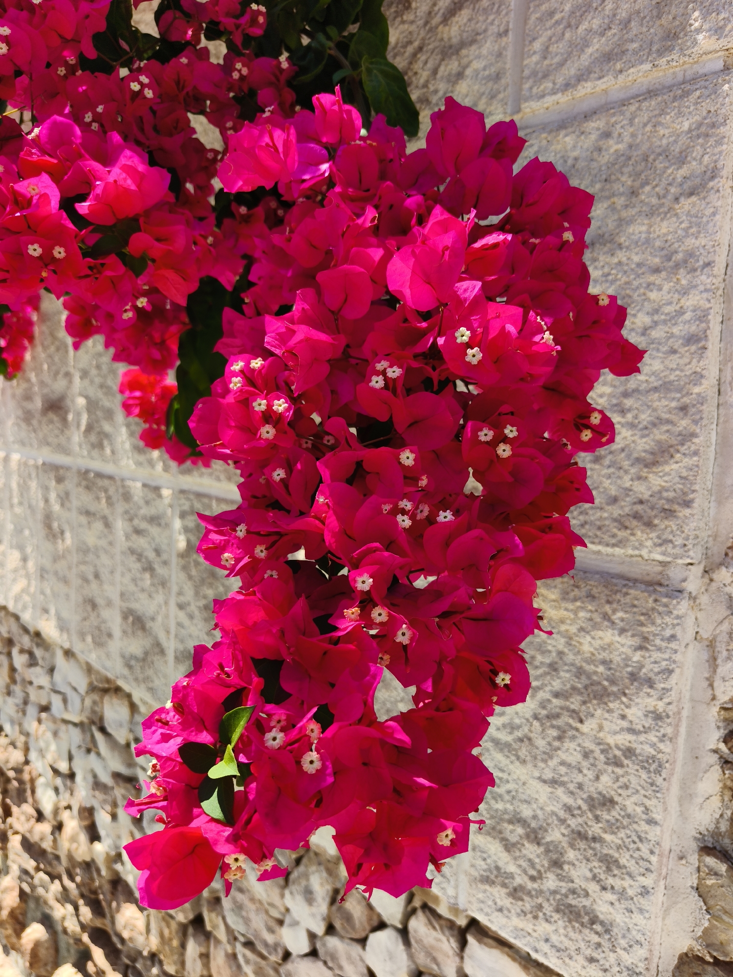 Sun-soaked garden blooms across the Costa Blanca