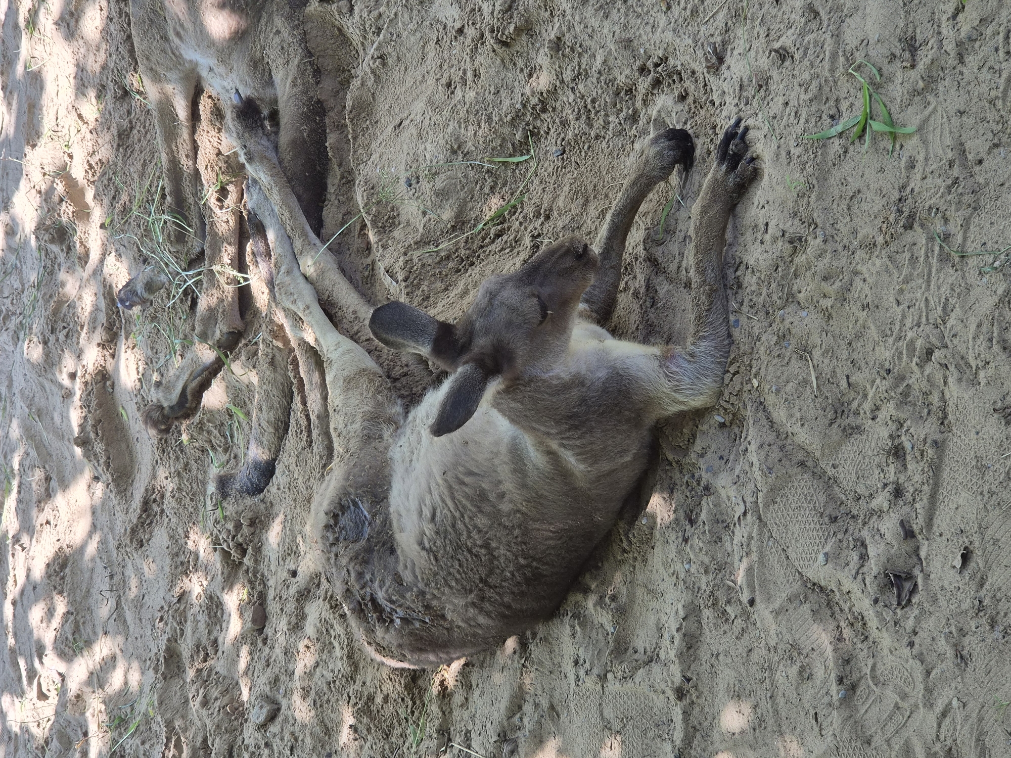 Kangaroos resting and roaming a sandy zoo enclosure in Qinhuangdao