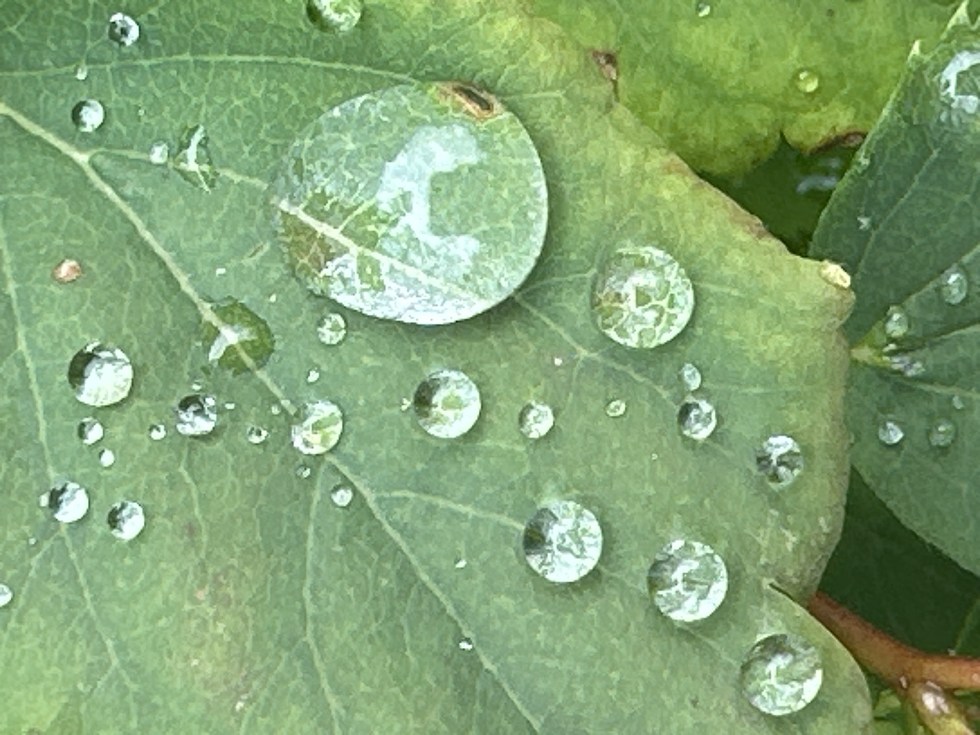 Macro nature details — dewy leaf and fuchsia flower in Vilnius