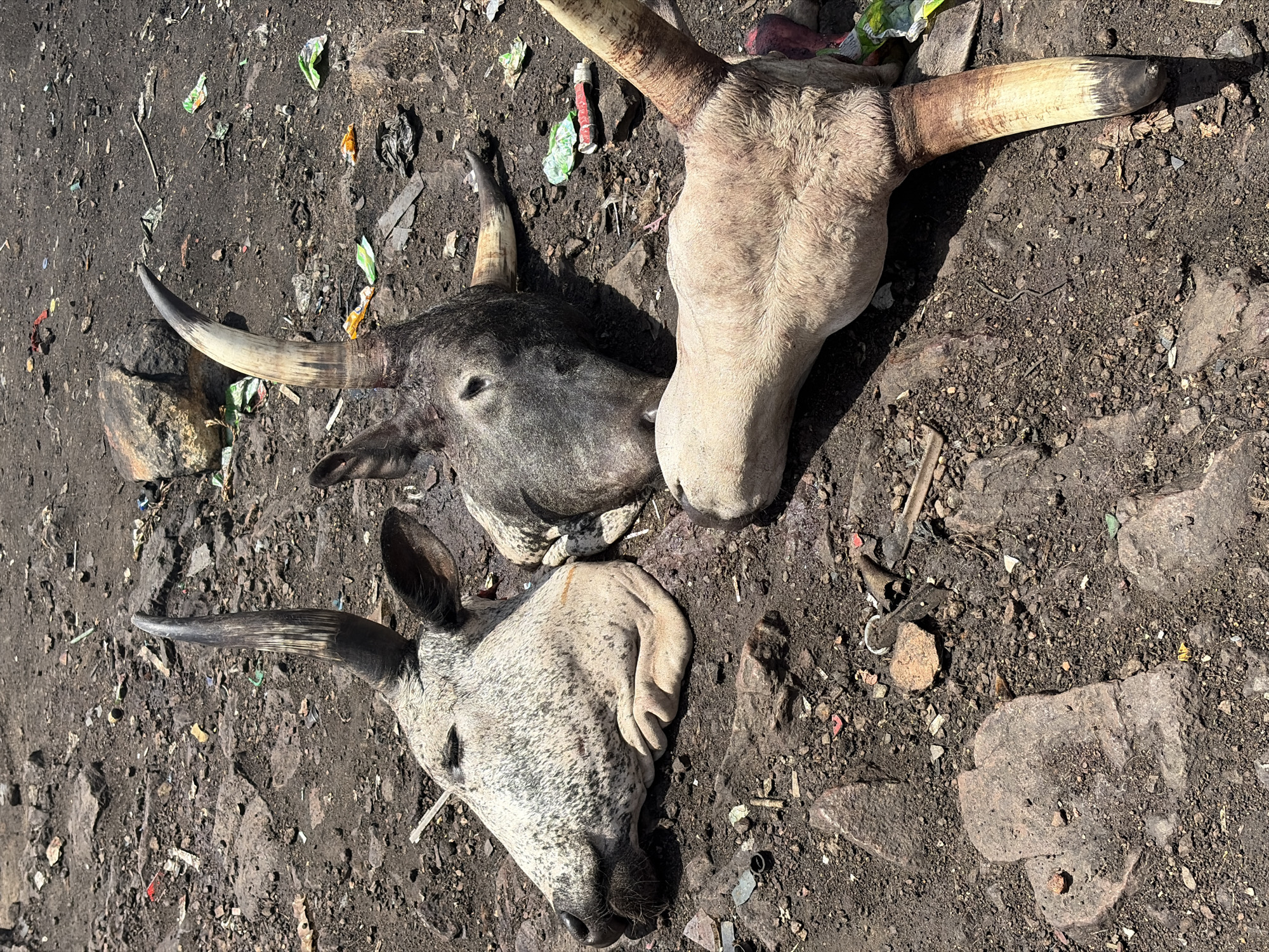 Animal slaughter and waste burning documented in Jos Nigeria