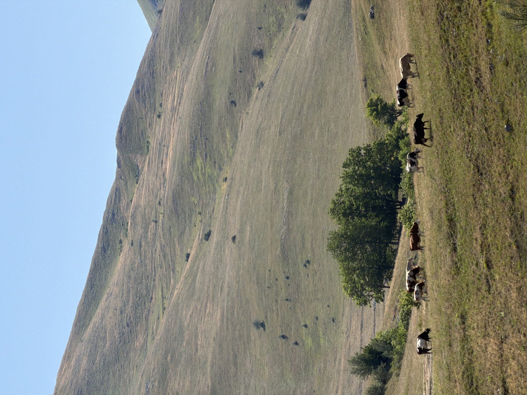 Cattle grazing on wildflower meadows in Montenegro's summer hills