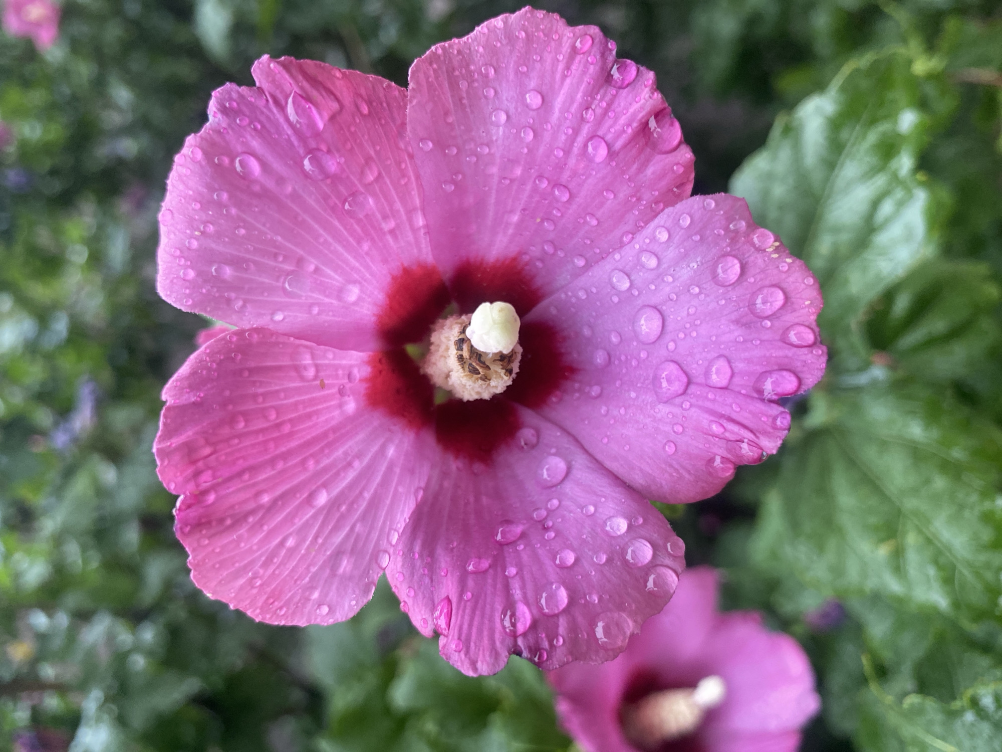 Rain-soaked hibiscus blooms along a Bishkek pathway
