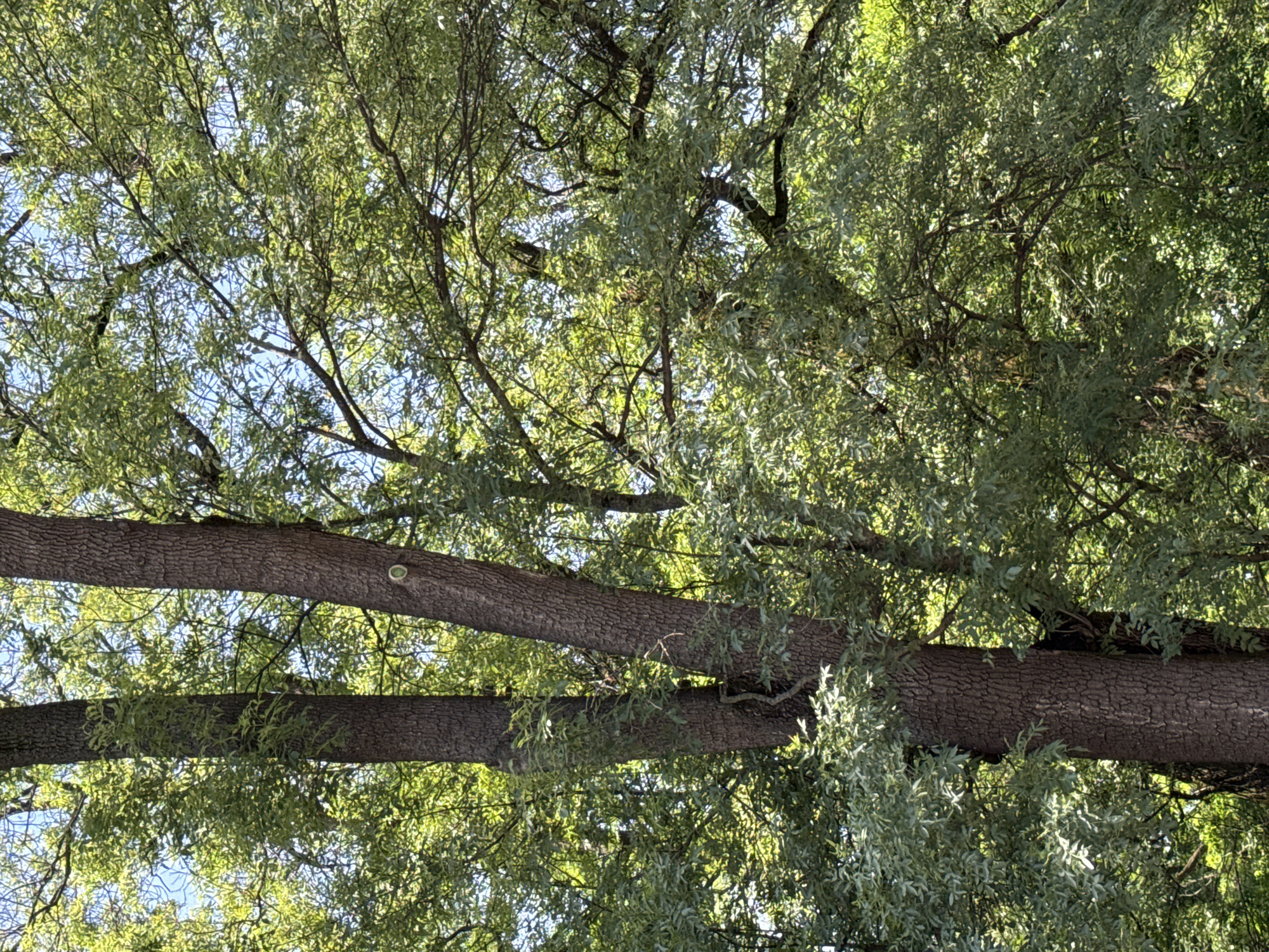 Ordinary morning moments captured across Sofia streets and trees