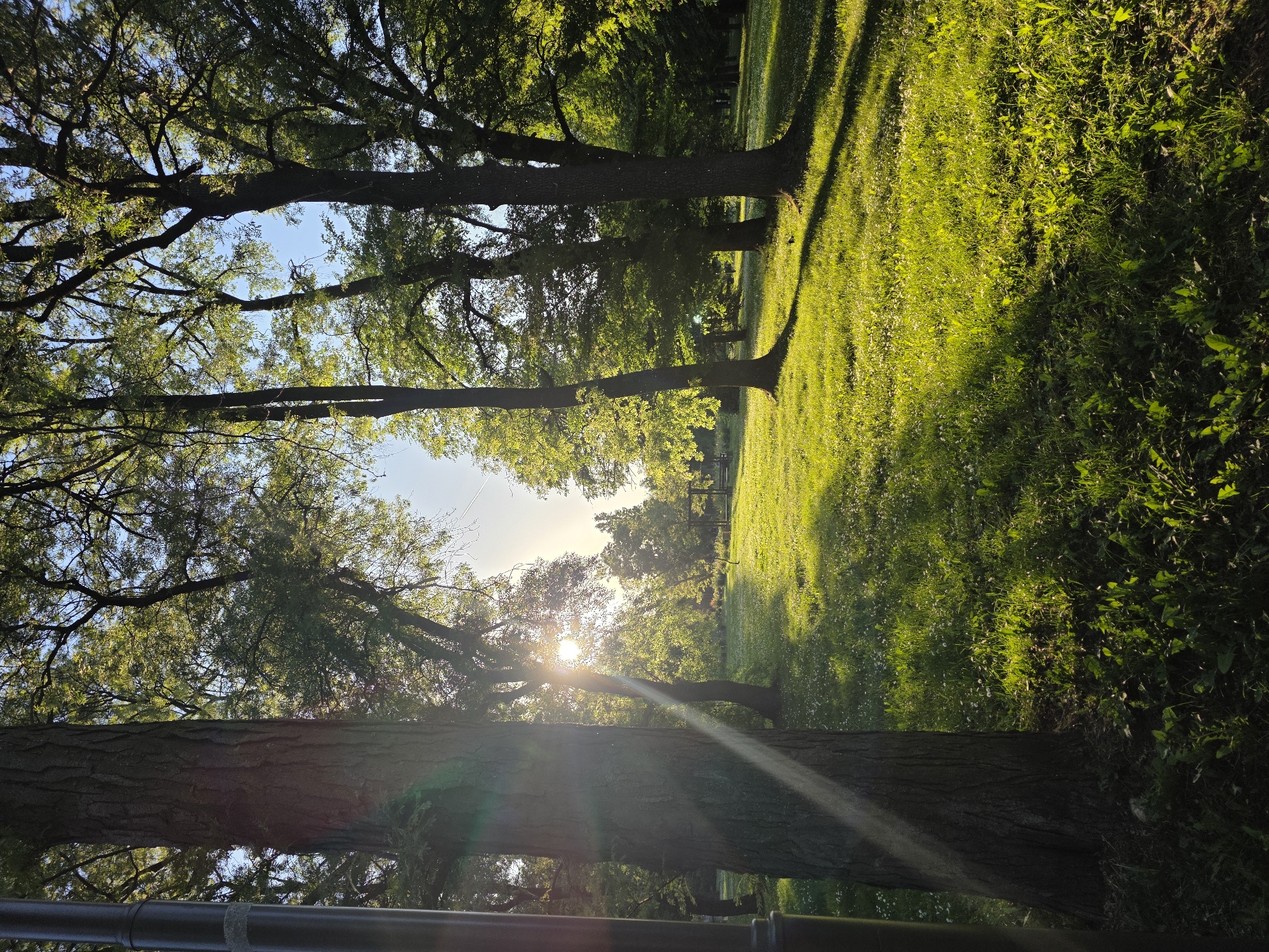 Sunlight filters through tree canopy in Sofia park