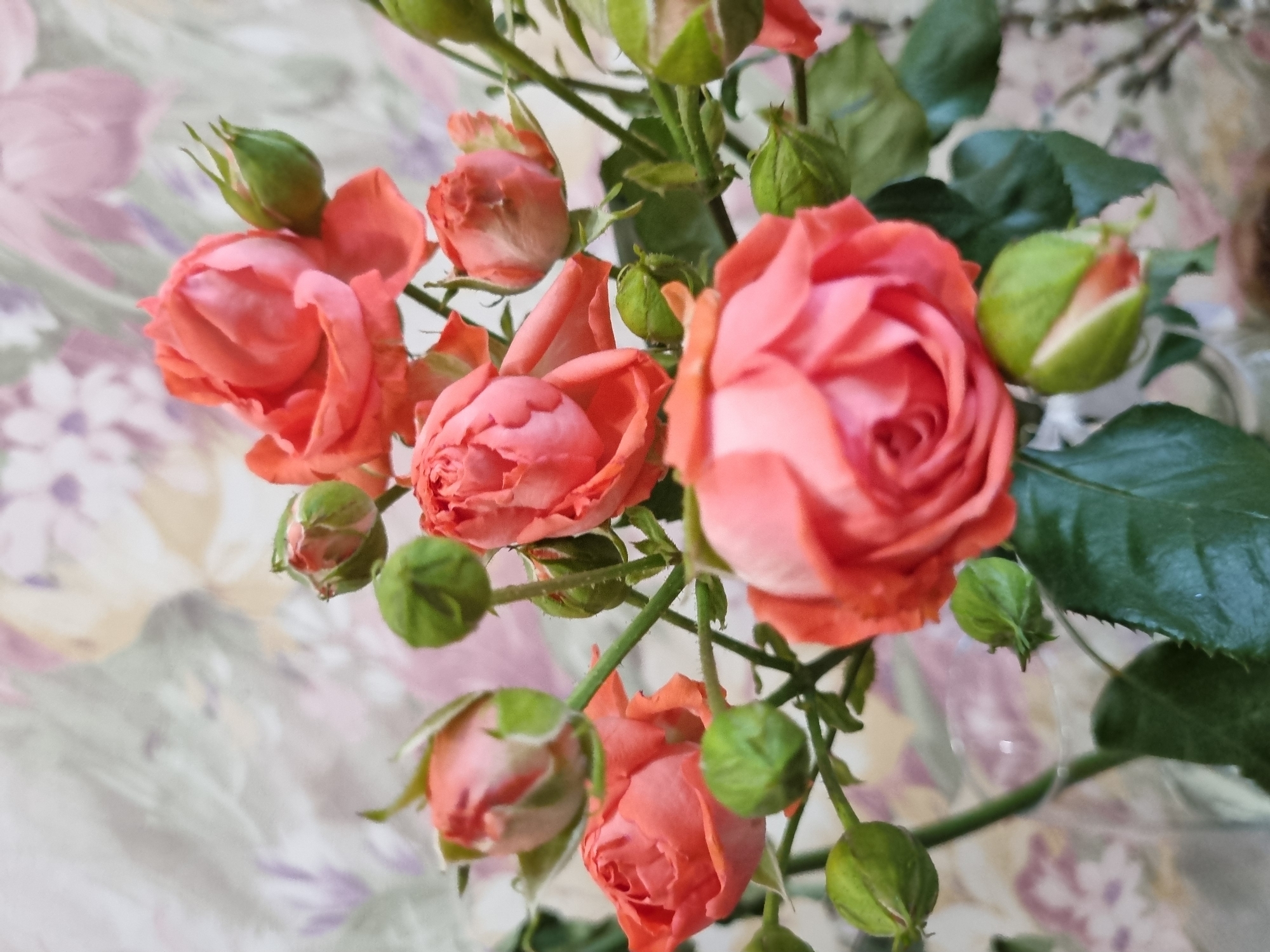 Salmon-pink rose bouquet photographed indoors in Chaikovsky, Russia