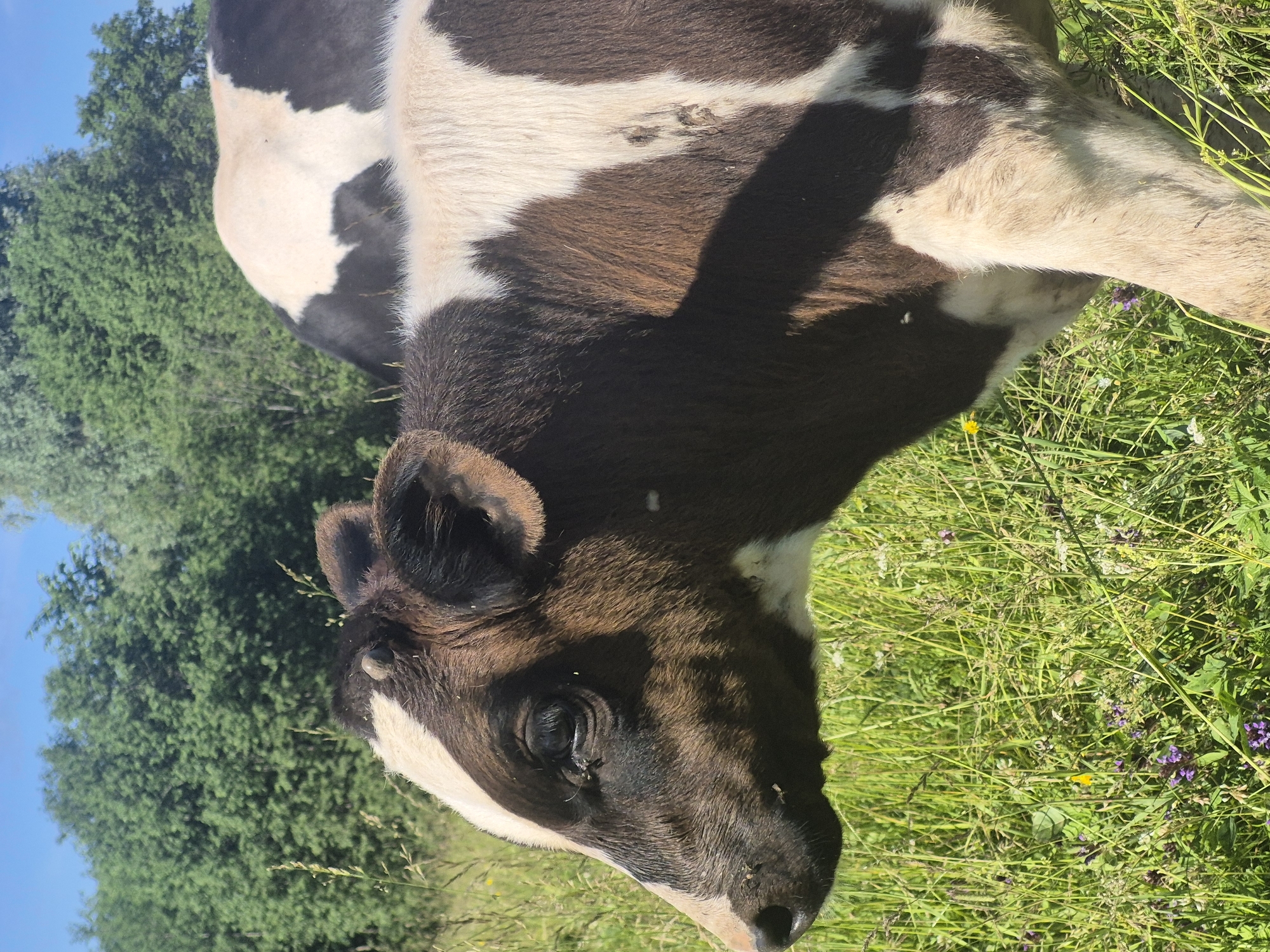 Cattle graze and rest in a sunny Karsha field