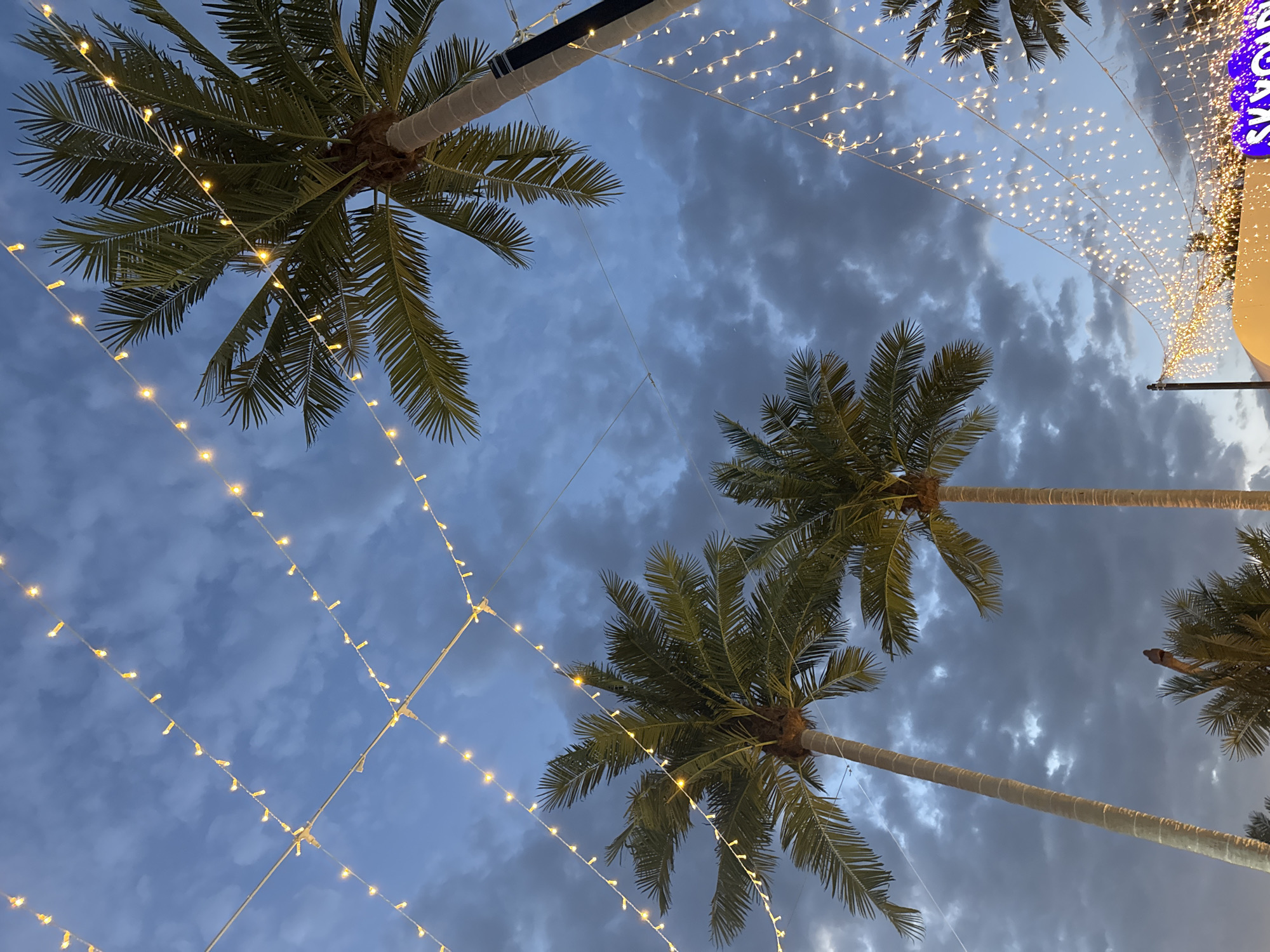 Looking up through Bishkek's trees and string lights