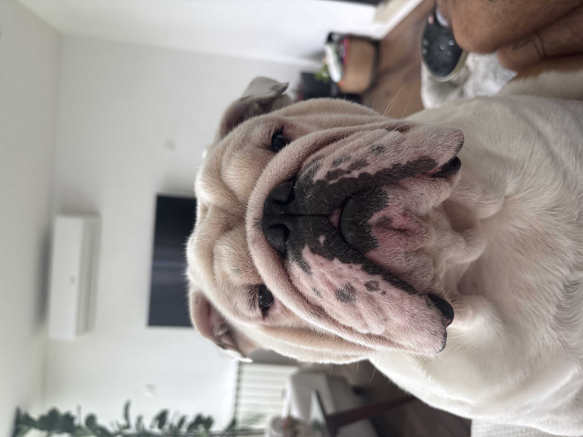 English Bulldog photographed in close-up in San Carlos, Argentina